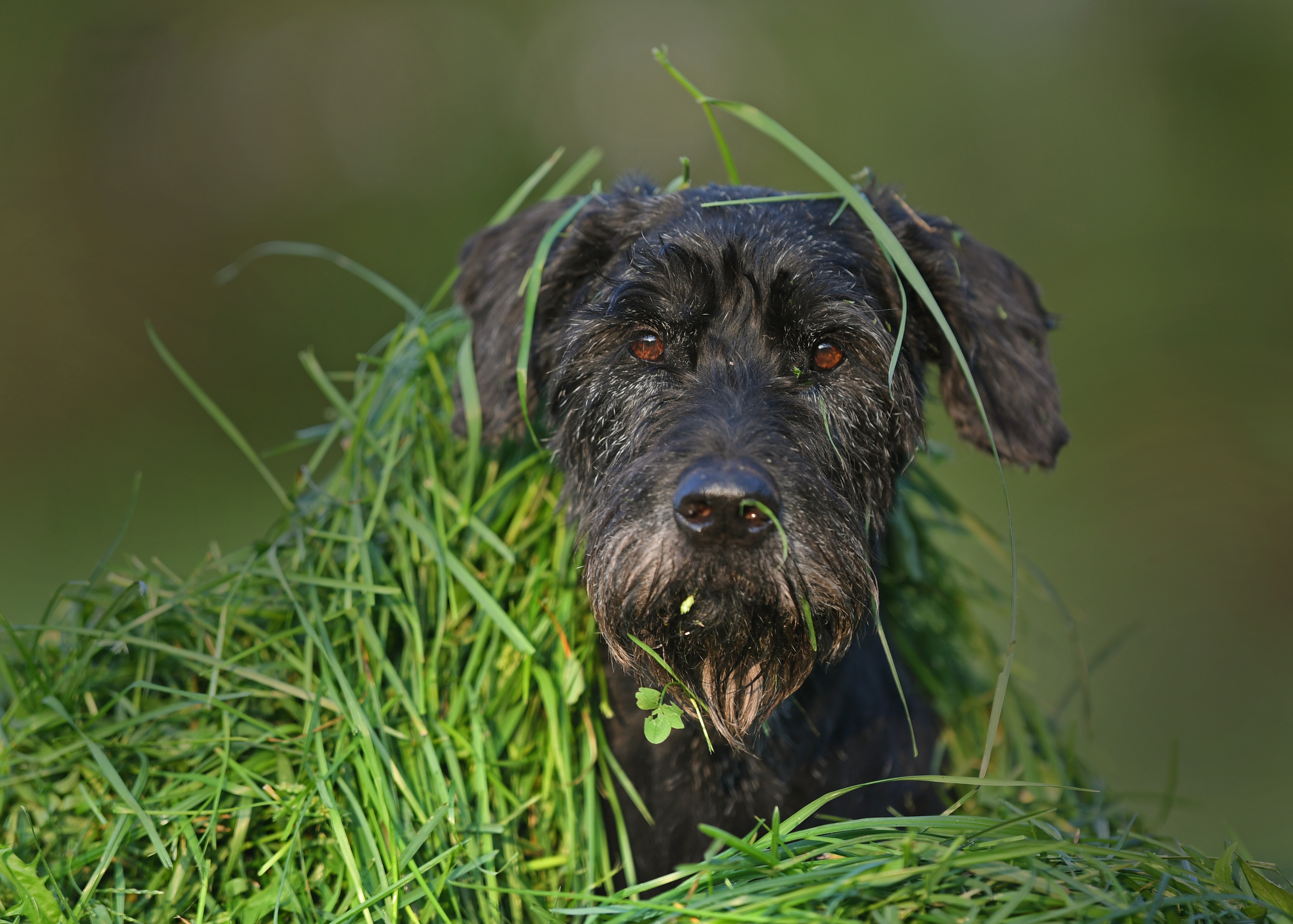 animal, schnauzer, close up, dog, grass, muzzle, stare, dogs