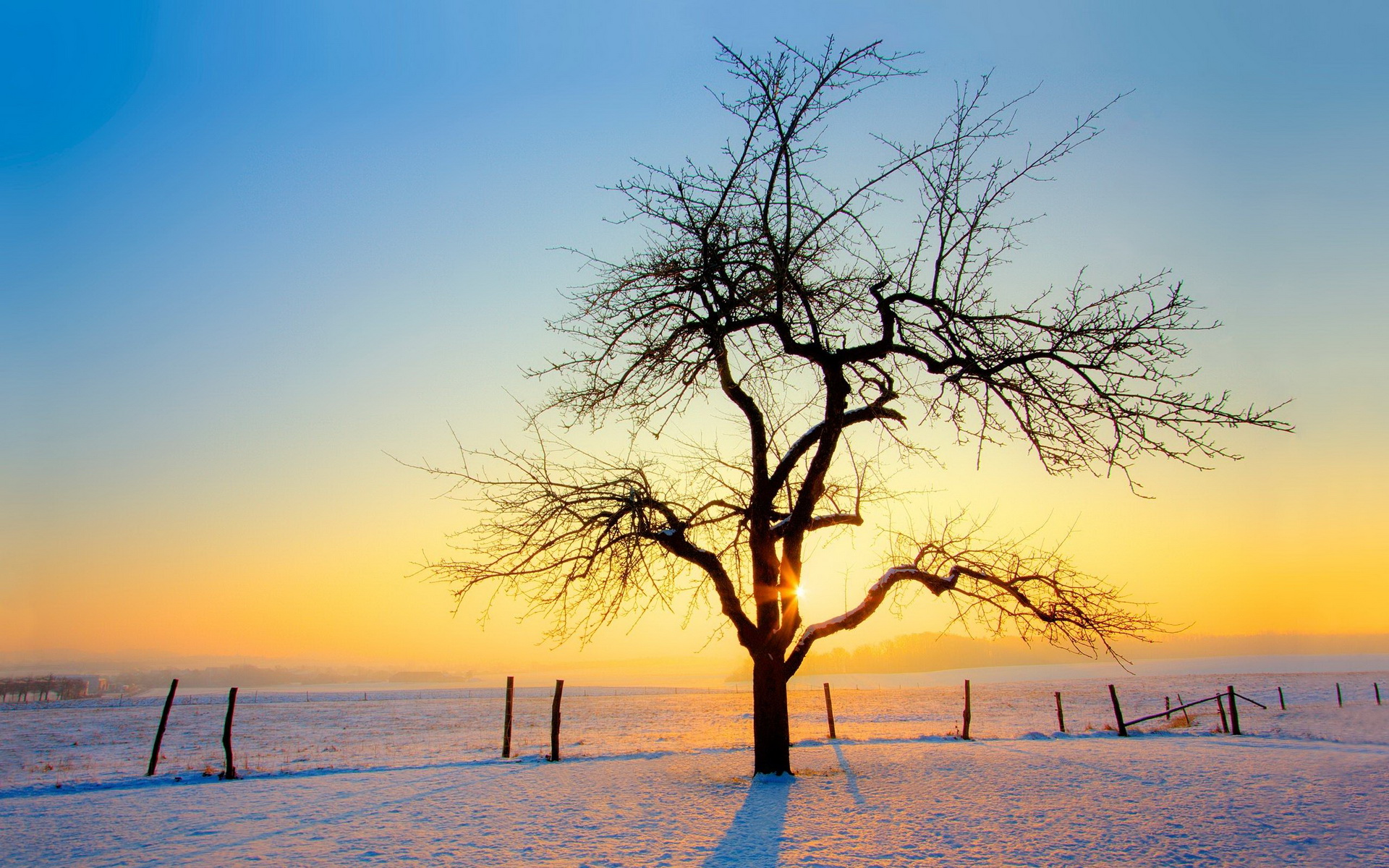 Descarga gratis la imagen Árbol, Tierra/naturaleza en el escritorio de tu PC