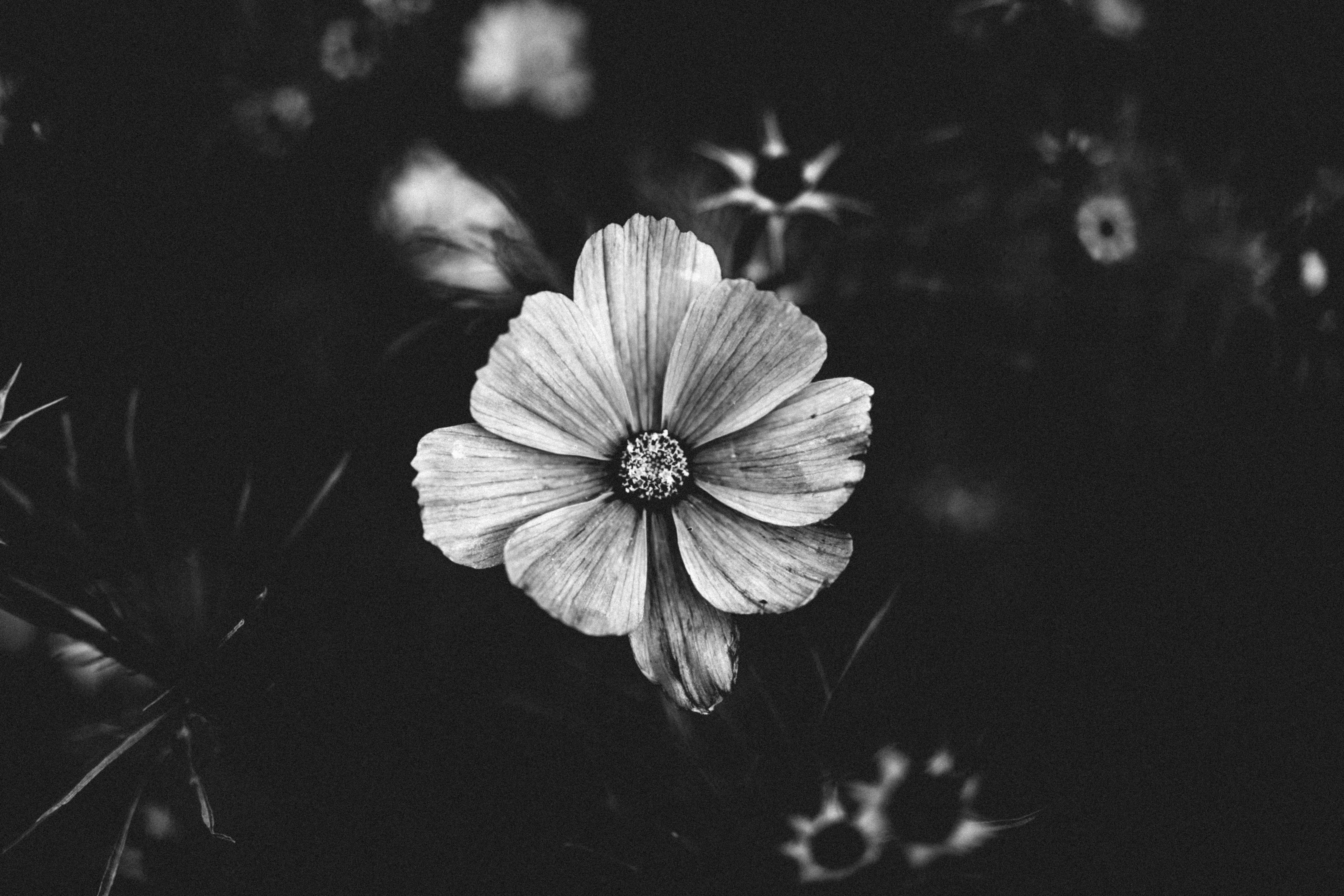Download mobile wallpaper Chb, Flowers, Close Up, Flower, Flowering, Bloom, Plant, Bw for free.