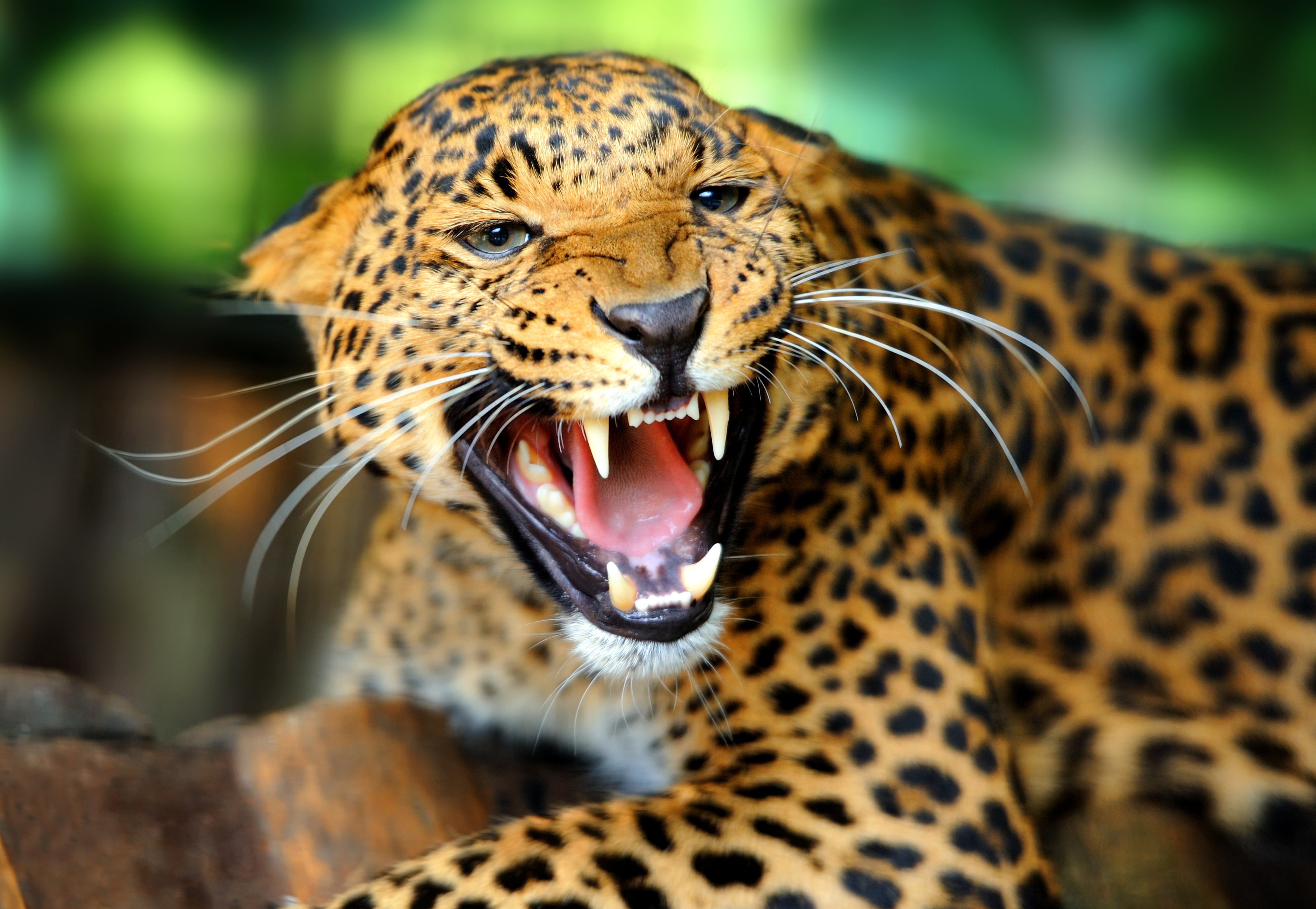 1521396 télécharger le fond d'écran jaguar, animaux, chats - économiseurs d'écran et images gratuitement