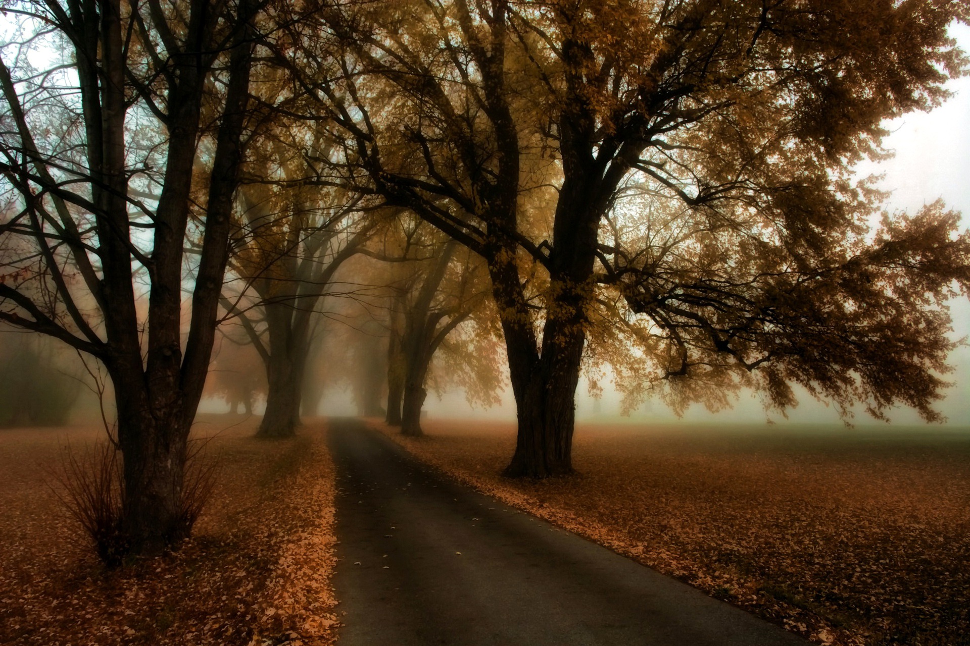 Download mobile wallpaper Nature, Road, Tree, Fog, Fall, Earth for free.