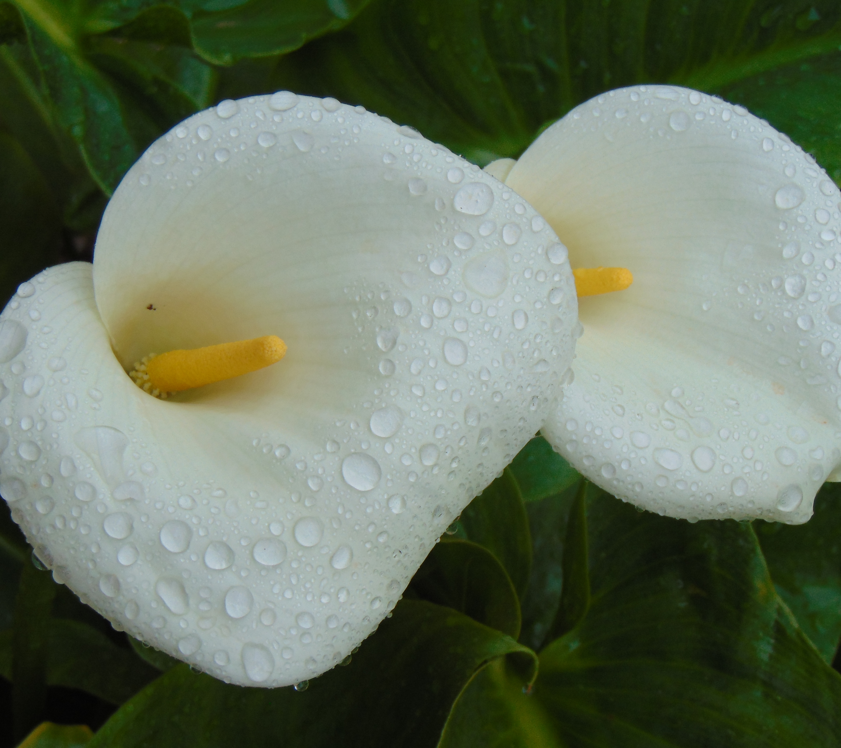 Download mobile wallpaper Flowers, Flower, Macro, Earth, Dew, Calla Lily for free.