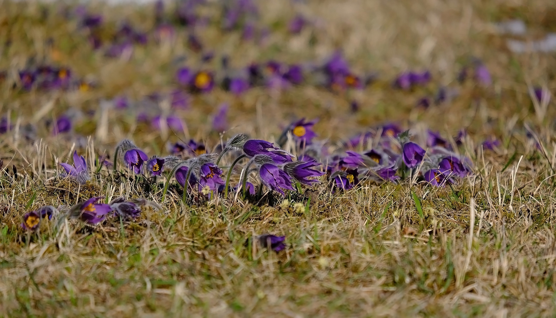 Free download wallpaper Flowers, Earth, Anemone, Purple Flower on your PC desktop
