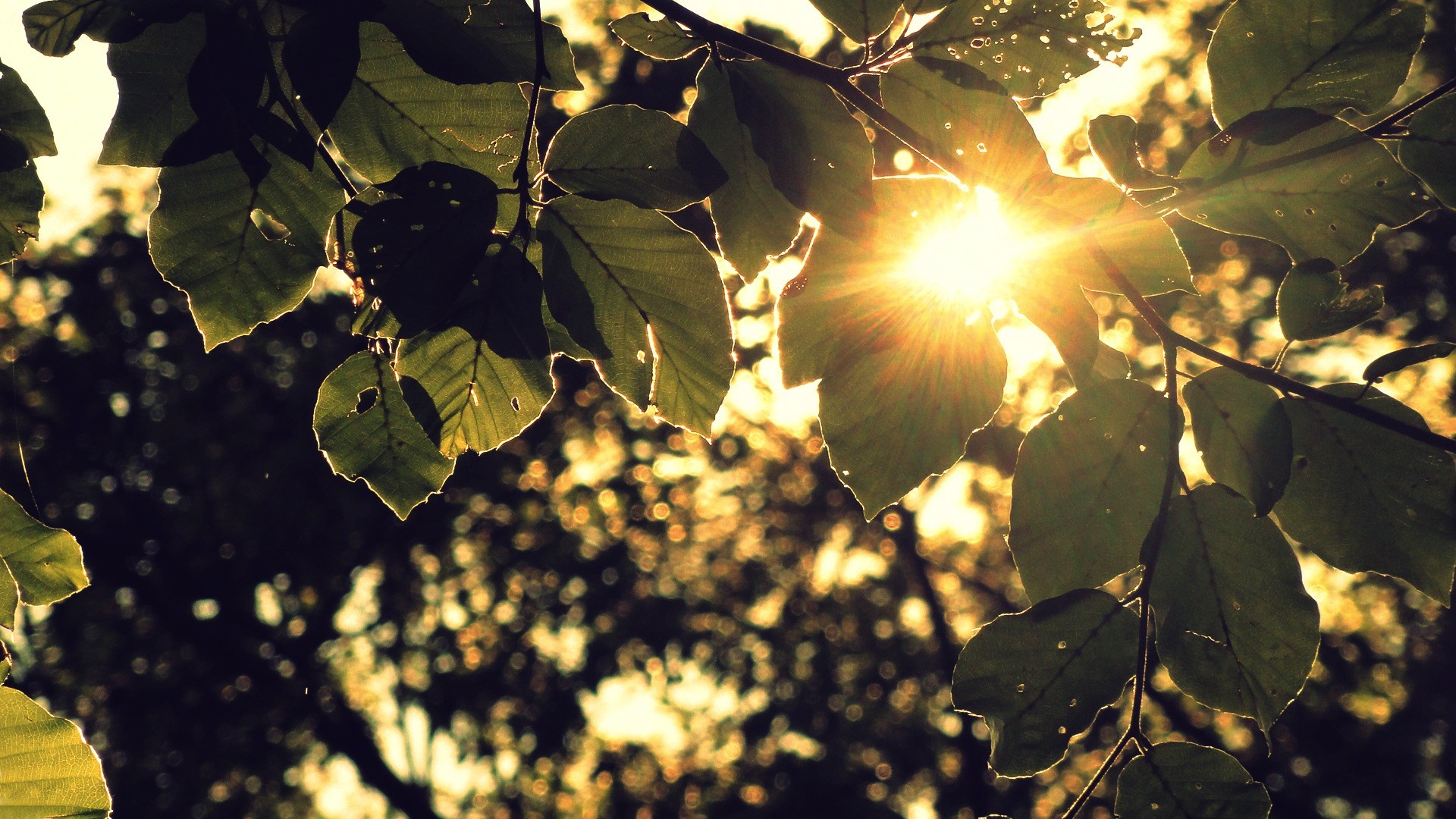 Descarga gratuita de fondo de pantalla para móvil de Hoja, Tierra/naturaleza.