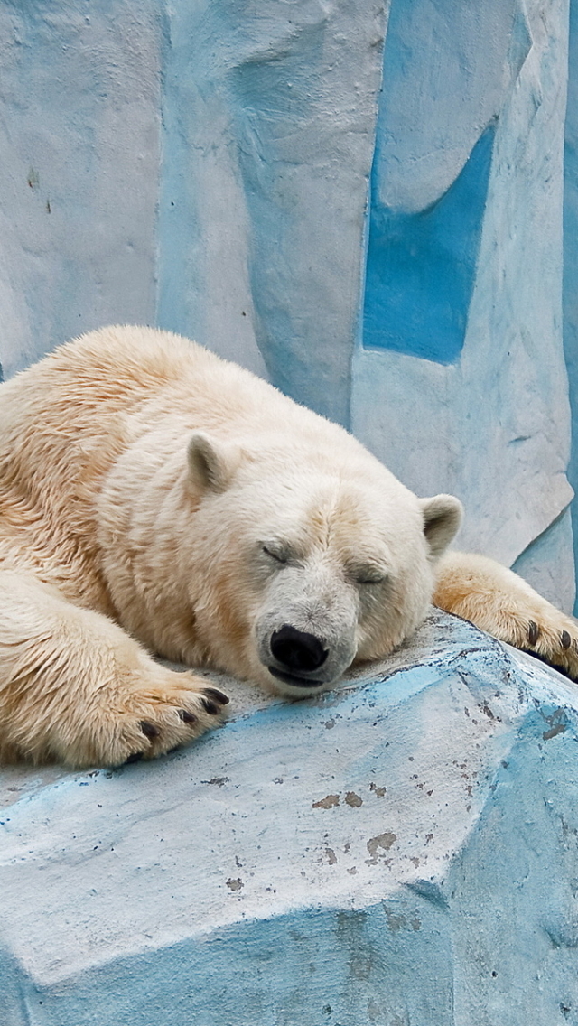 無料モバイル壁紙動物, クマ, シロクマをダウンロードします。