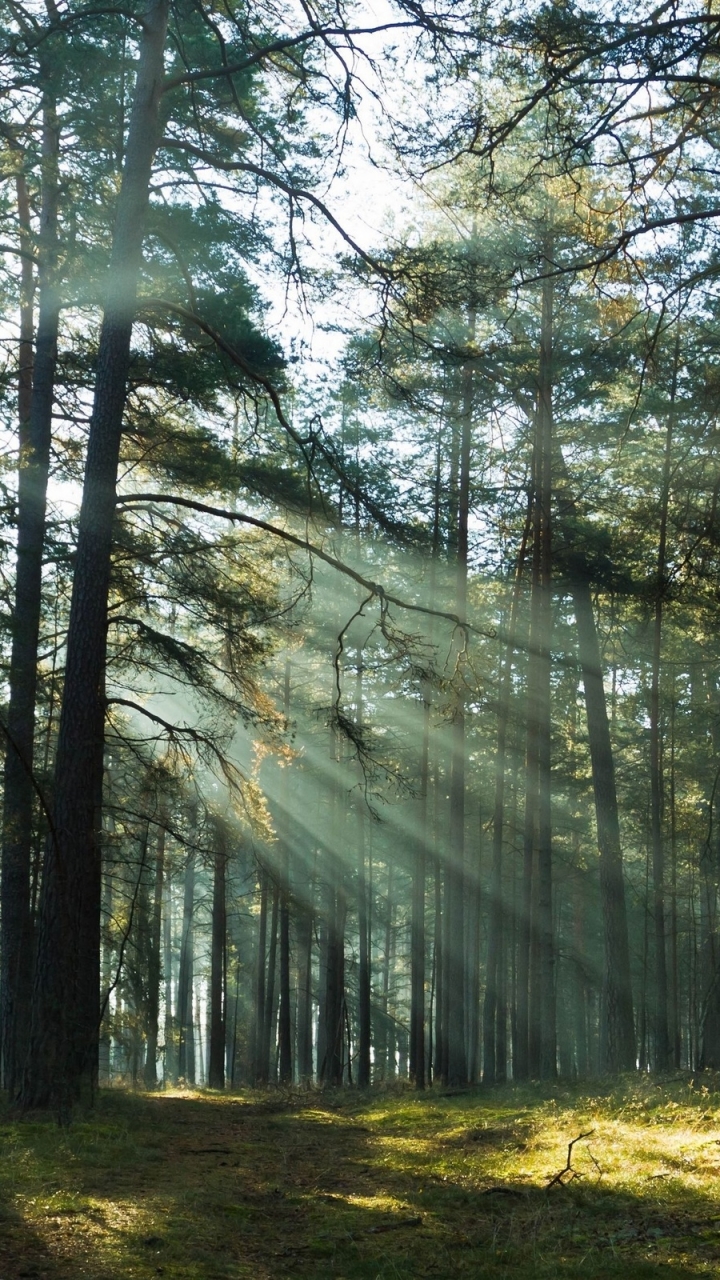 Descarga gratuita de fondo de pantalla para móvil de Bosque, Tierra/naturaleza.