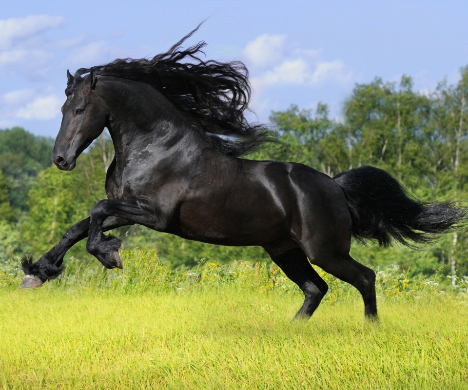 1227999 скачать картинку фризская лошадь, животные, бег, лошадь - обои и заставки бесплатно