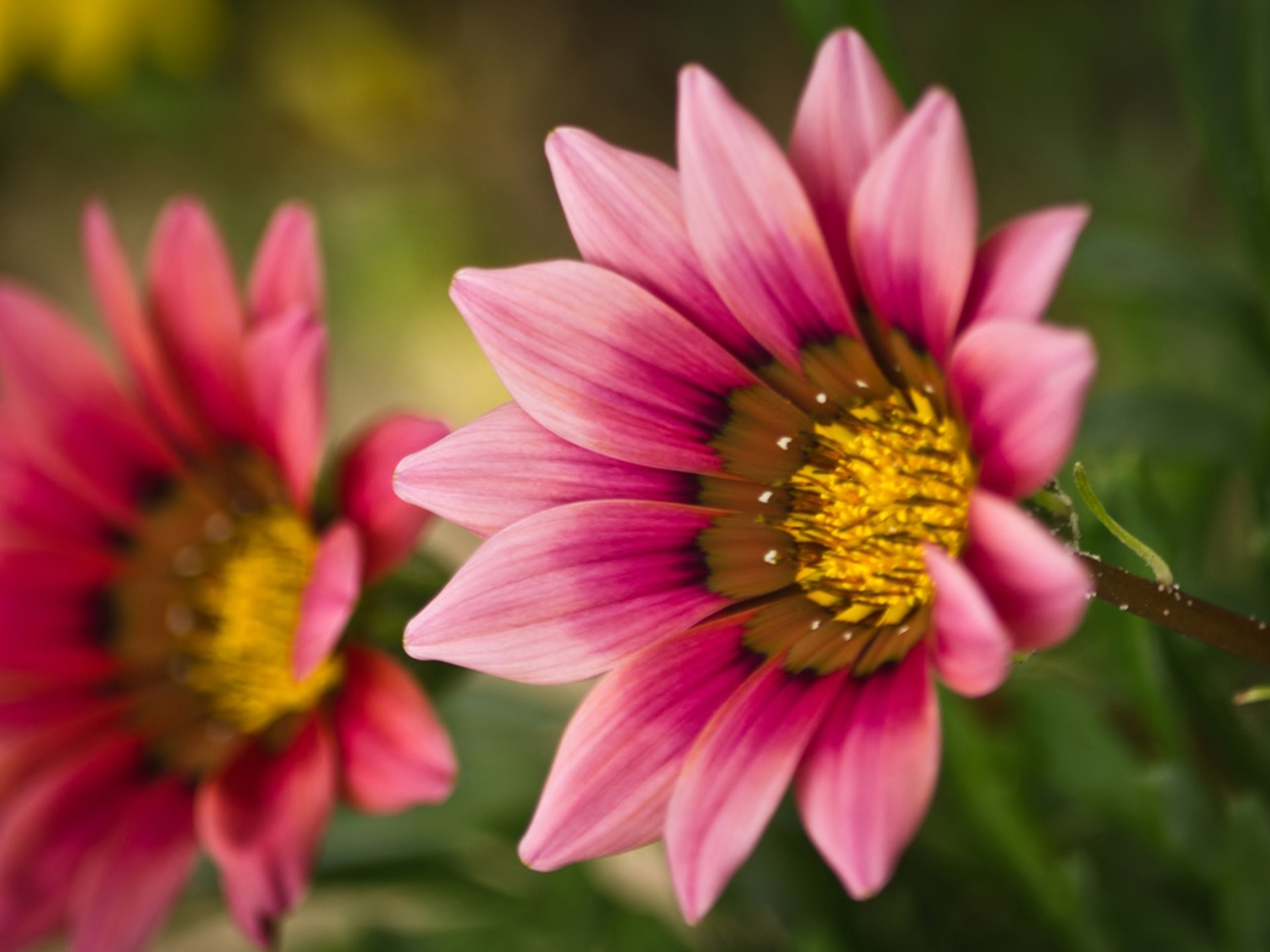 Téléchargez gratuitement l'image Fleurs, Fleur, Terre/nature sur le bureau de votre PC