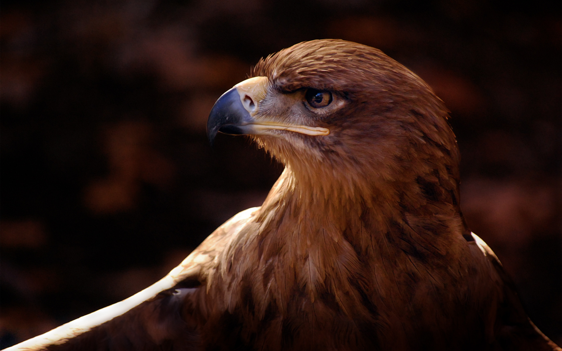Download mobile wallpaper Eagle, Birds, Animal for free.