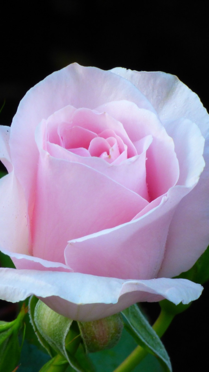 Скачати мобільні шпалери Квітка, Макрос, Роза, Земля, Рожева Квітка, Флауерзи безкоштовно.