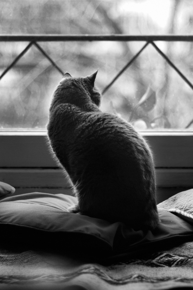 Download mobile wallpaper Cats, Cat, Window, Animal, Black & White for free.
