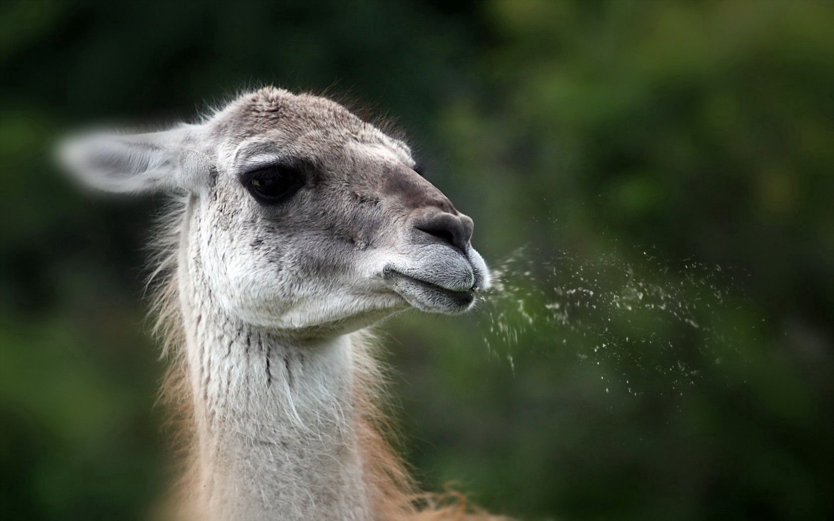 Download mobile wallpaper Lama, Llama, Animals, Nature, Background for free.
