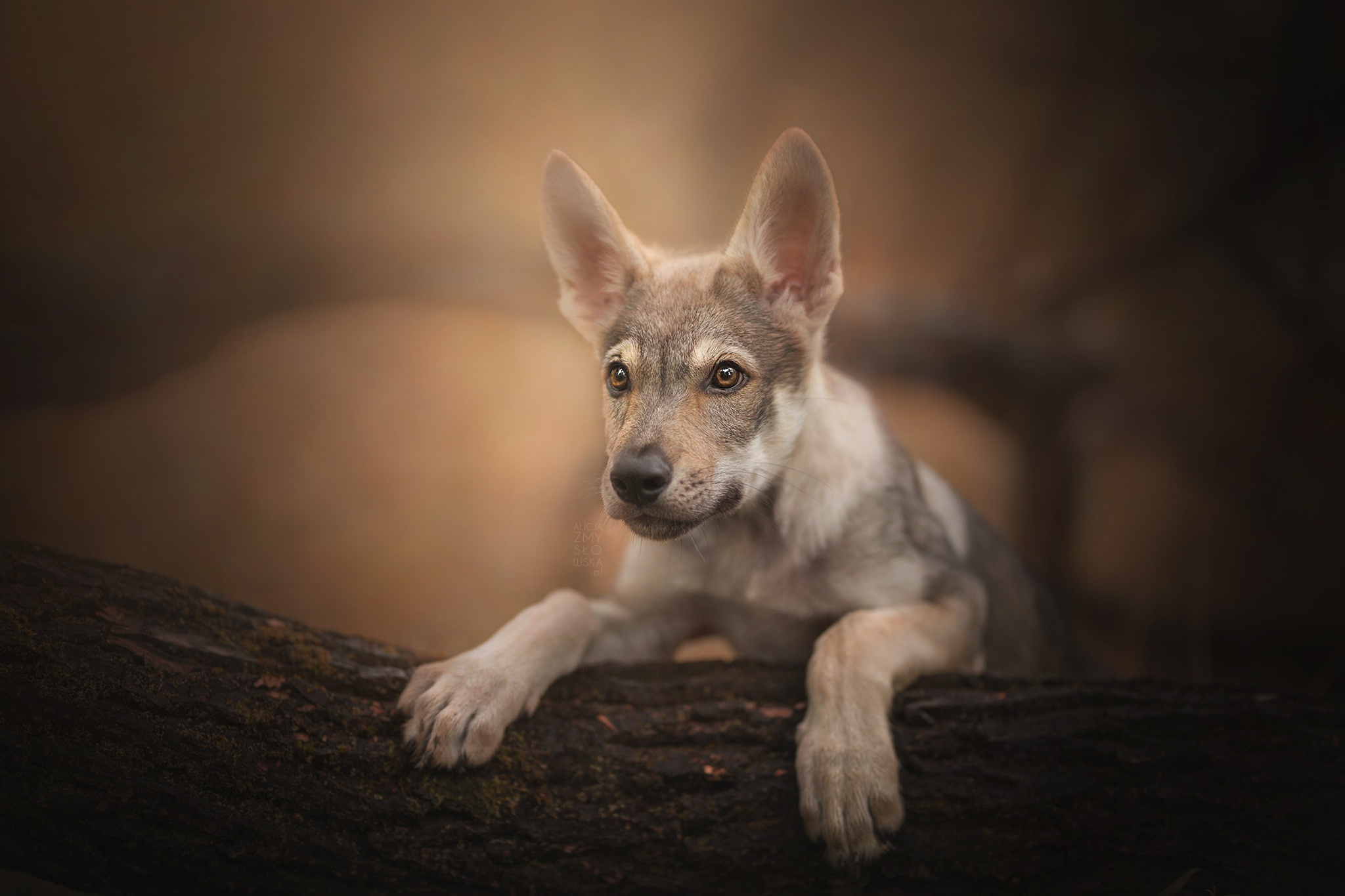 491957 Hintergrundbild herunterladen tiere, wolfshund, tschechoslowakischer wolfshund, hund, welpen, hunde - Bildschirmschoner und Bilder kostenlos