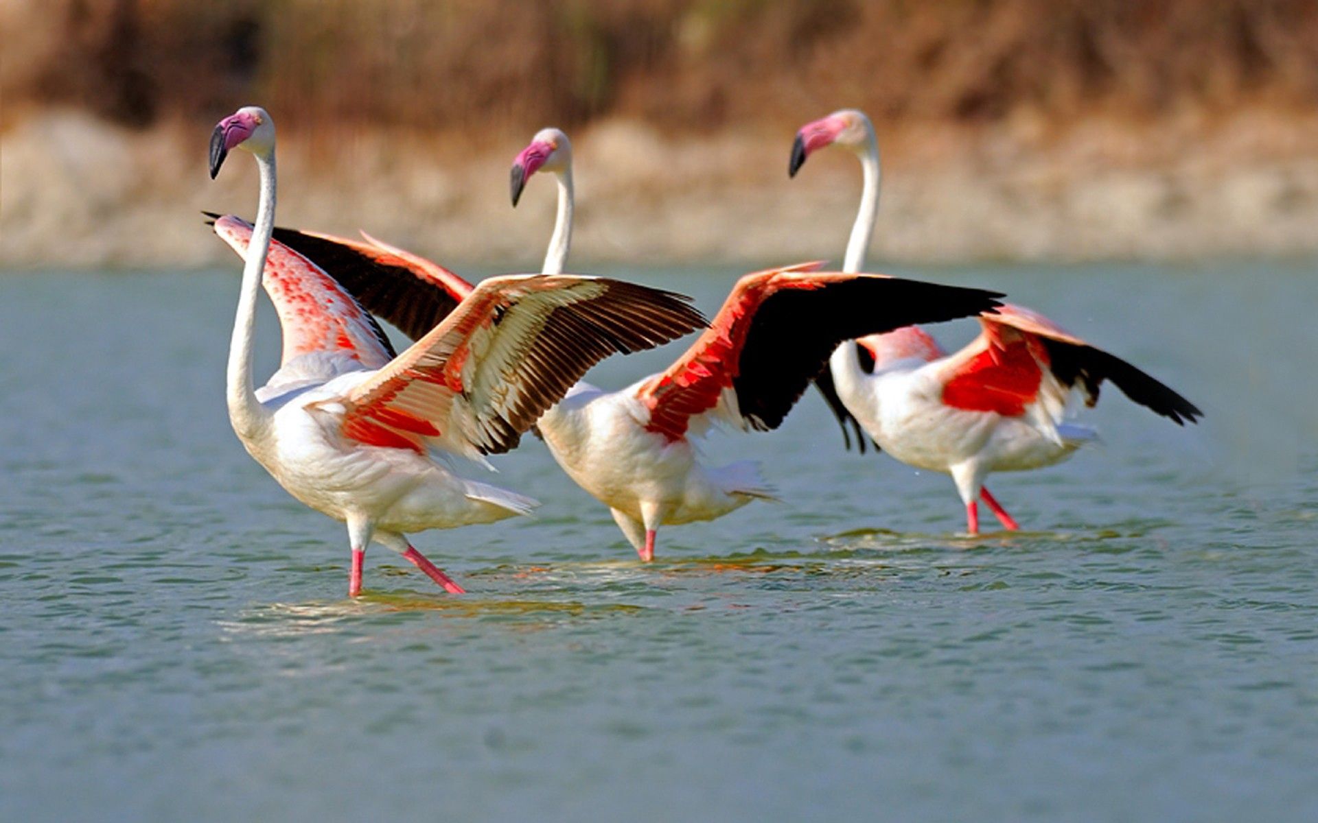 flamingo, animals, birds, water, lake, stroll, large, big