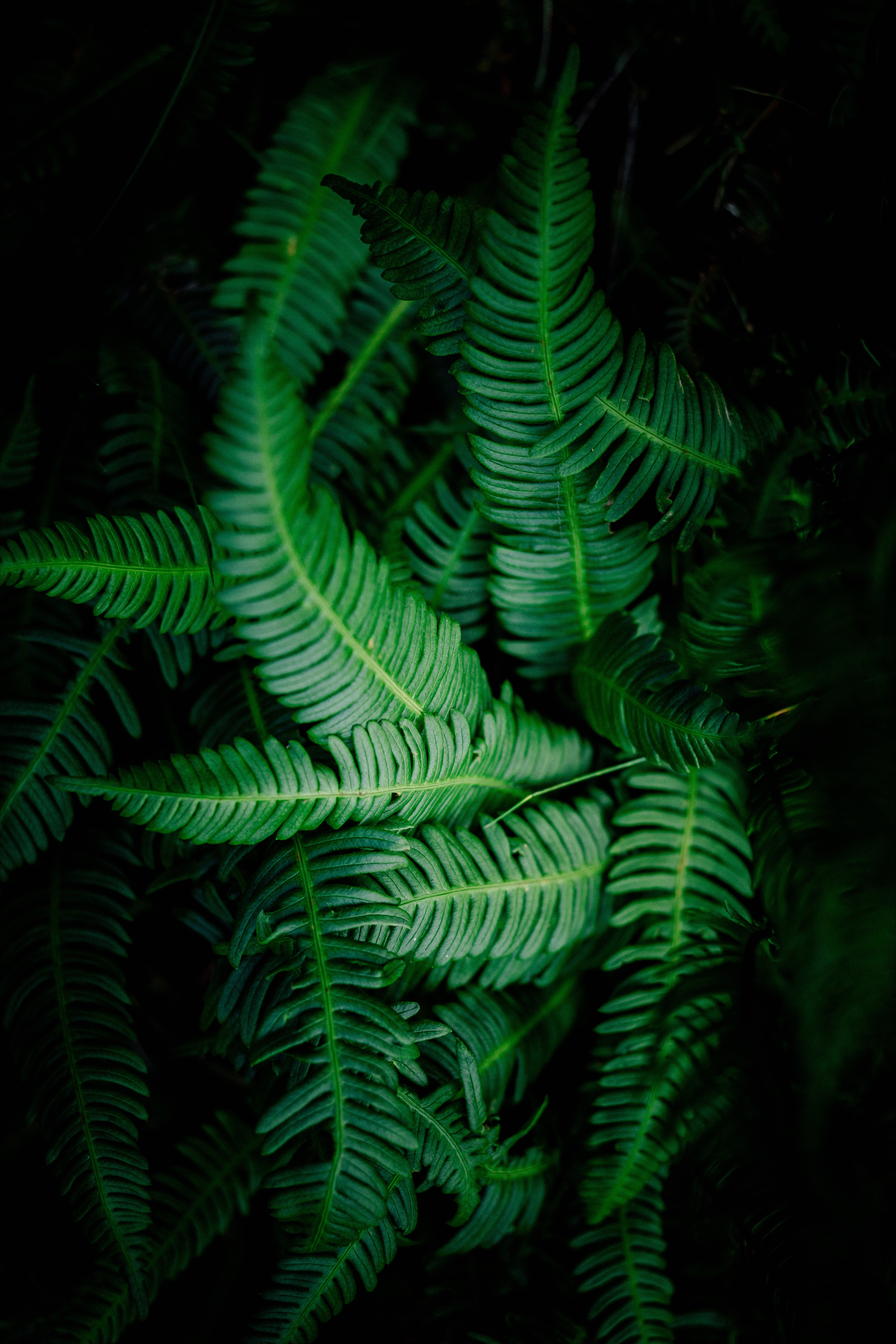 vegetation, green, nature, leaves, dark, shadows HD wallpaper
