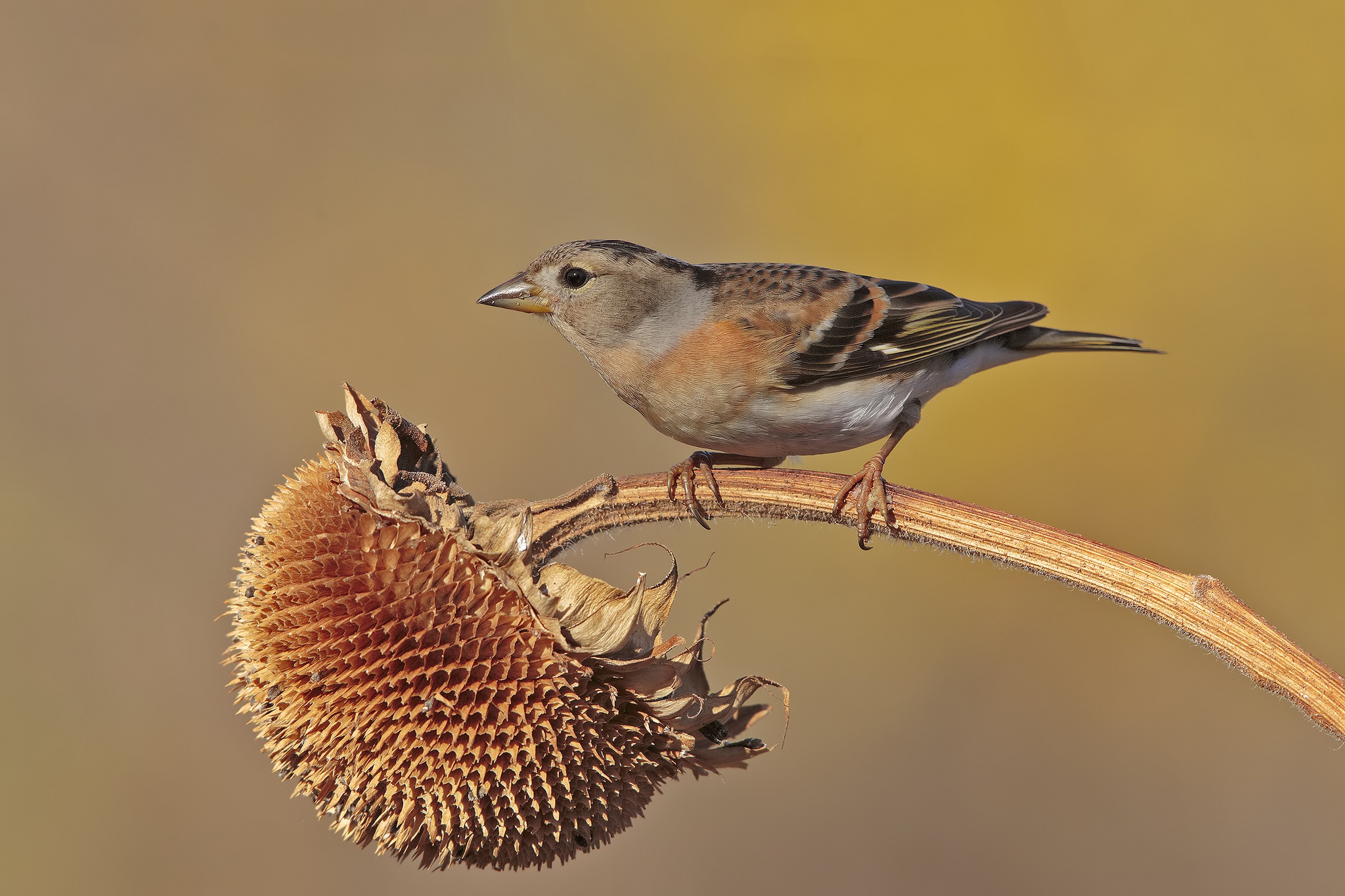 Descarga gratuita de fondo de pantalla para móvil de Animales, Aves, Ave.