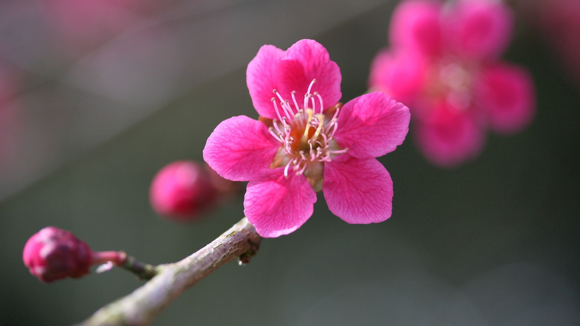 Free download wallpaper Pink, Macro, Plant, Bloom, Flowering, Flower on your PC desktop