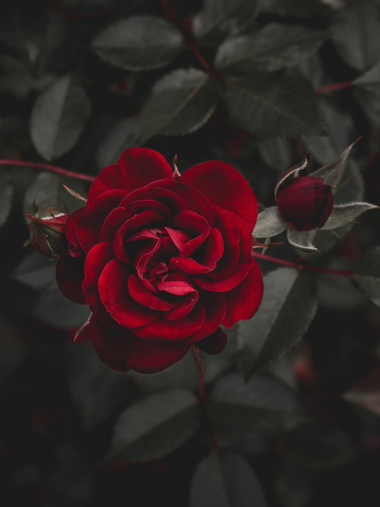 Скачать обои бесплатно Цветок, Роза, Бутон, Красная Роза, Красный Цветок, Земля/природа, Флауэрсы картинка на рабочий стол ПК
