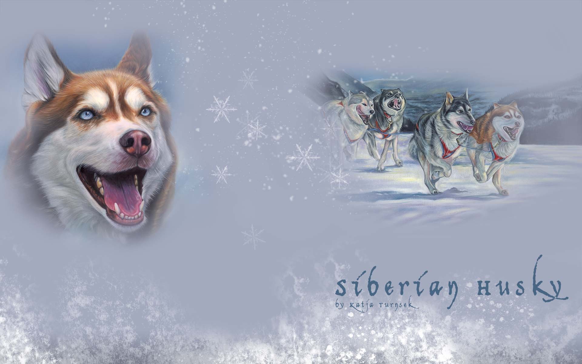 276605 Hintergrundbild herunterladen schlittenhund, tiere, sibirischer husky, hund, sibirisch, hunde - Bildschirmschoner und Bilder kostenlos