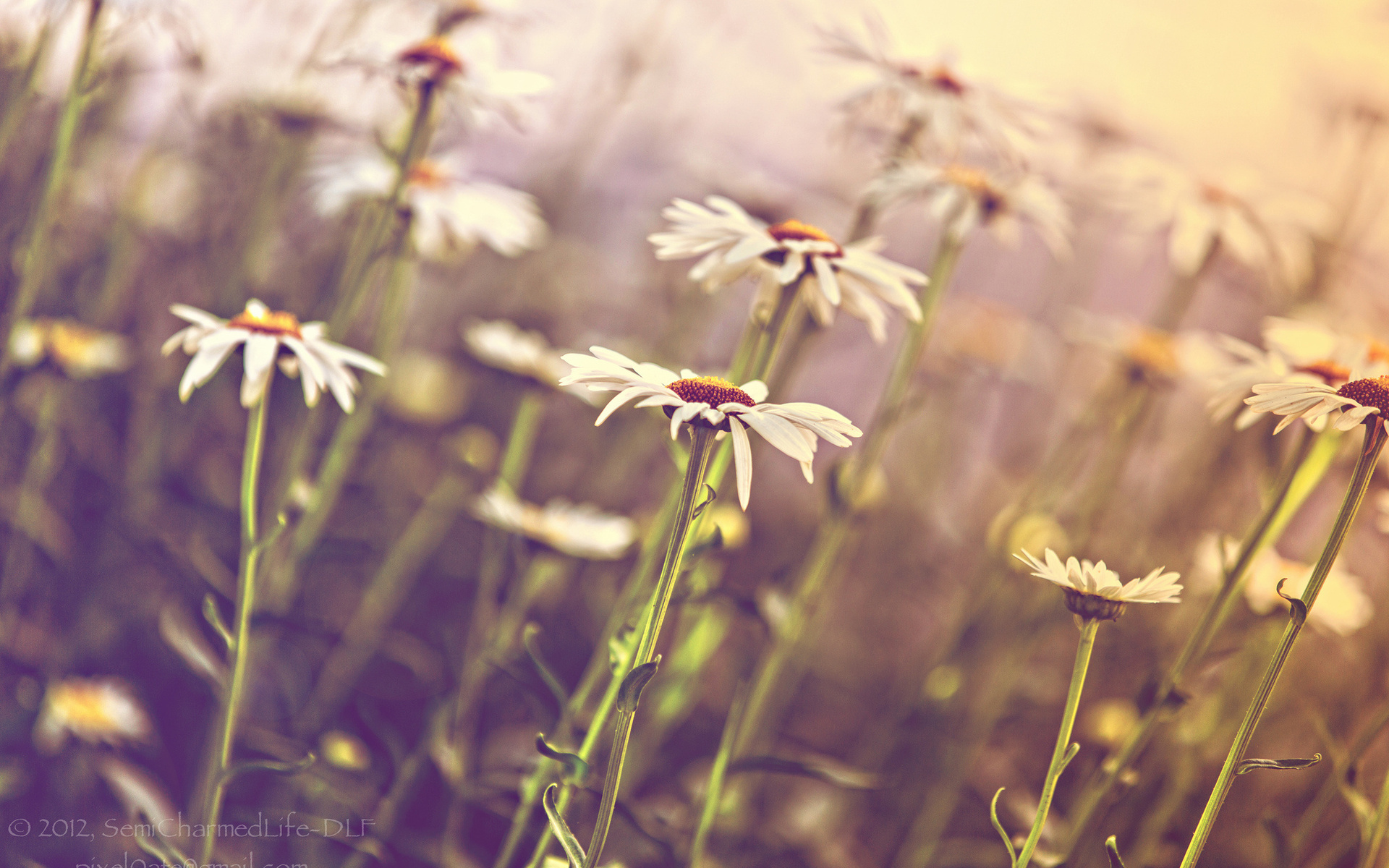 Descarga gratuita de fondo de pantalla para móvil de Flores, Flor, Tierra/naturaleza.