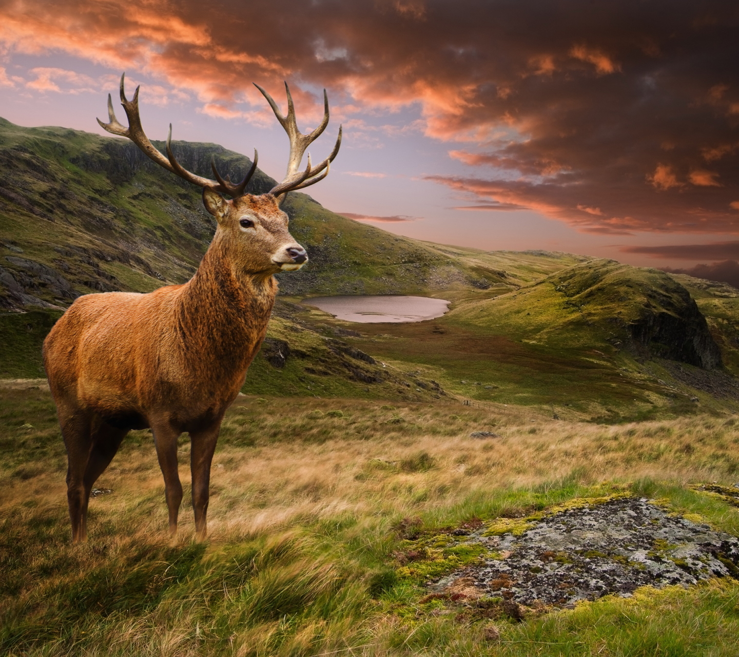 Laden Sie das Tiere, Hirsch-Bild kostenlos auf Ihren PC-Desktop herunter