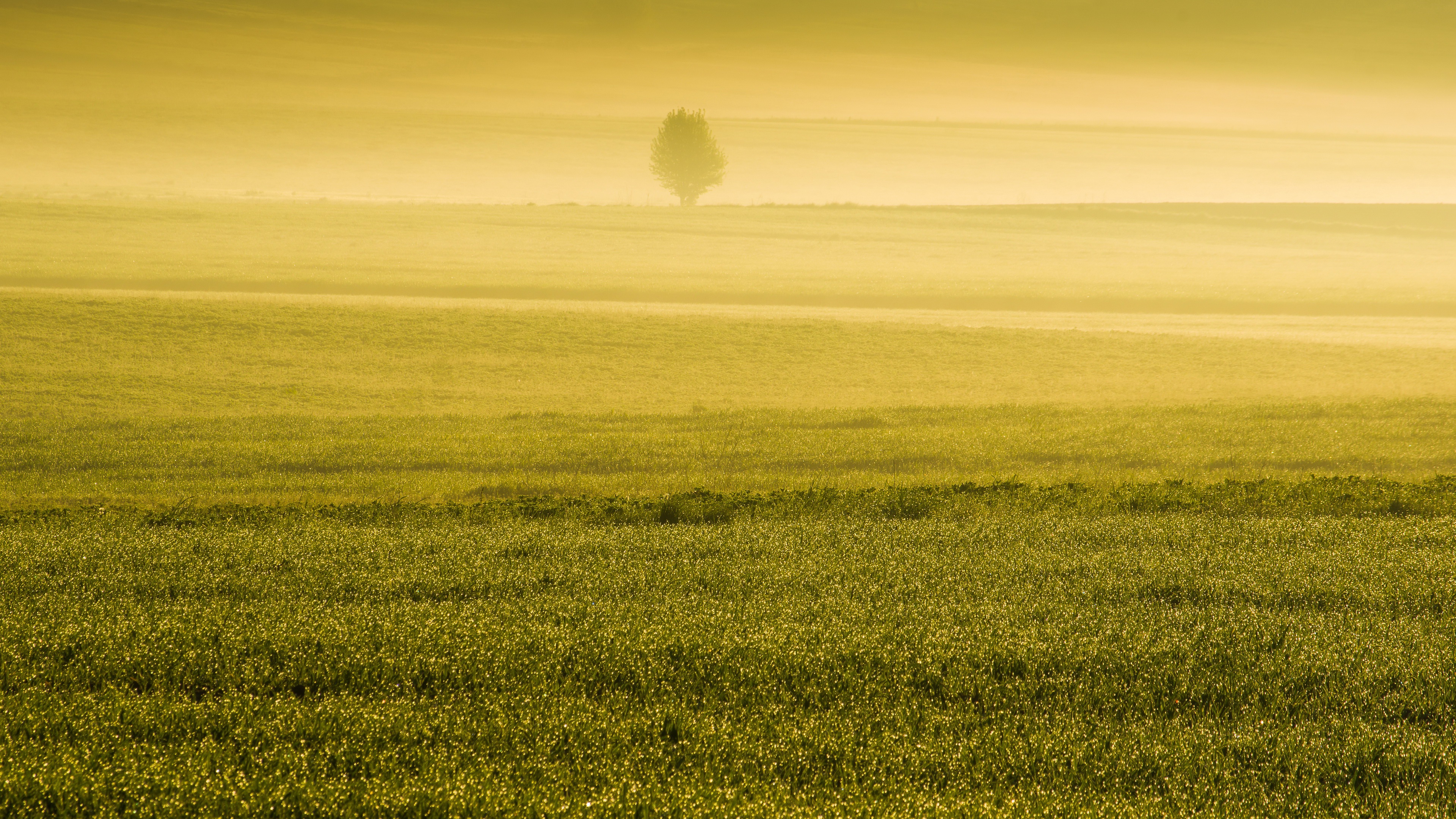 Baixar papel de parede para celular de Árvore, Campo, Terra/natureza, Neblina gratuito.