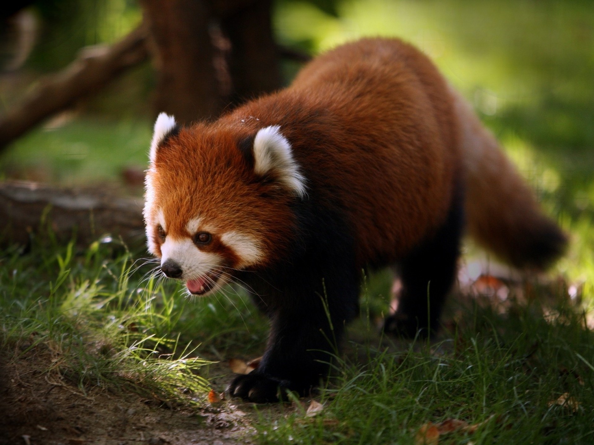 Free download wallpaper Animals, Stroll, Animal, Red Panda on your PC desktop