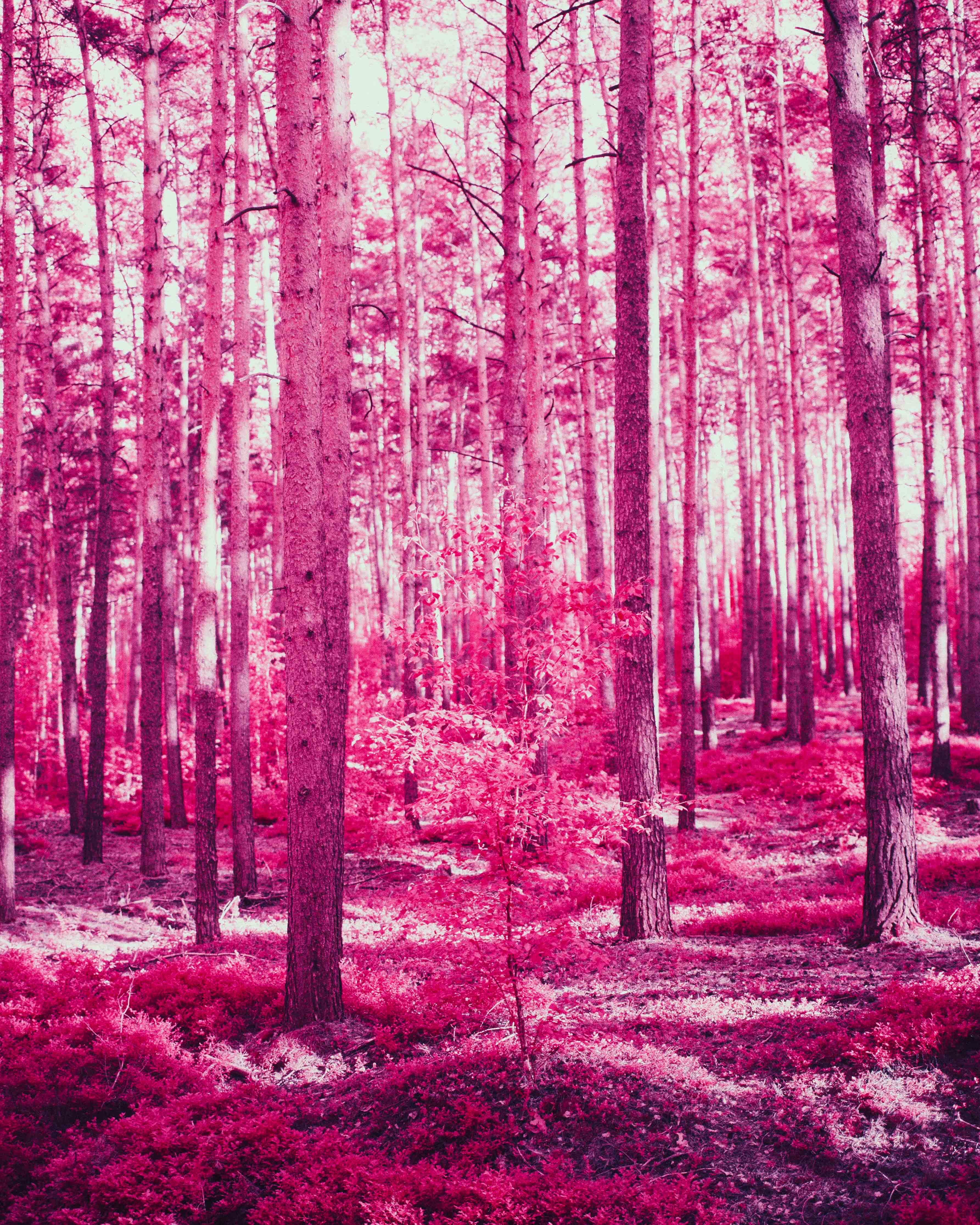55897 завантажити шпалери природа, дерева, ліс, рожевий, ефект - заставки і картинки безкоштовно