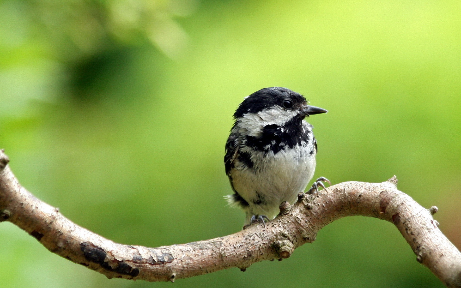 Descarga gratuita de fondo de pantalla para móvil de Animales, Aves, Ave.