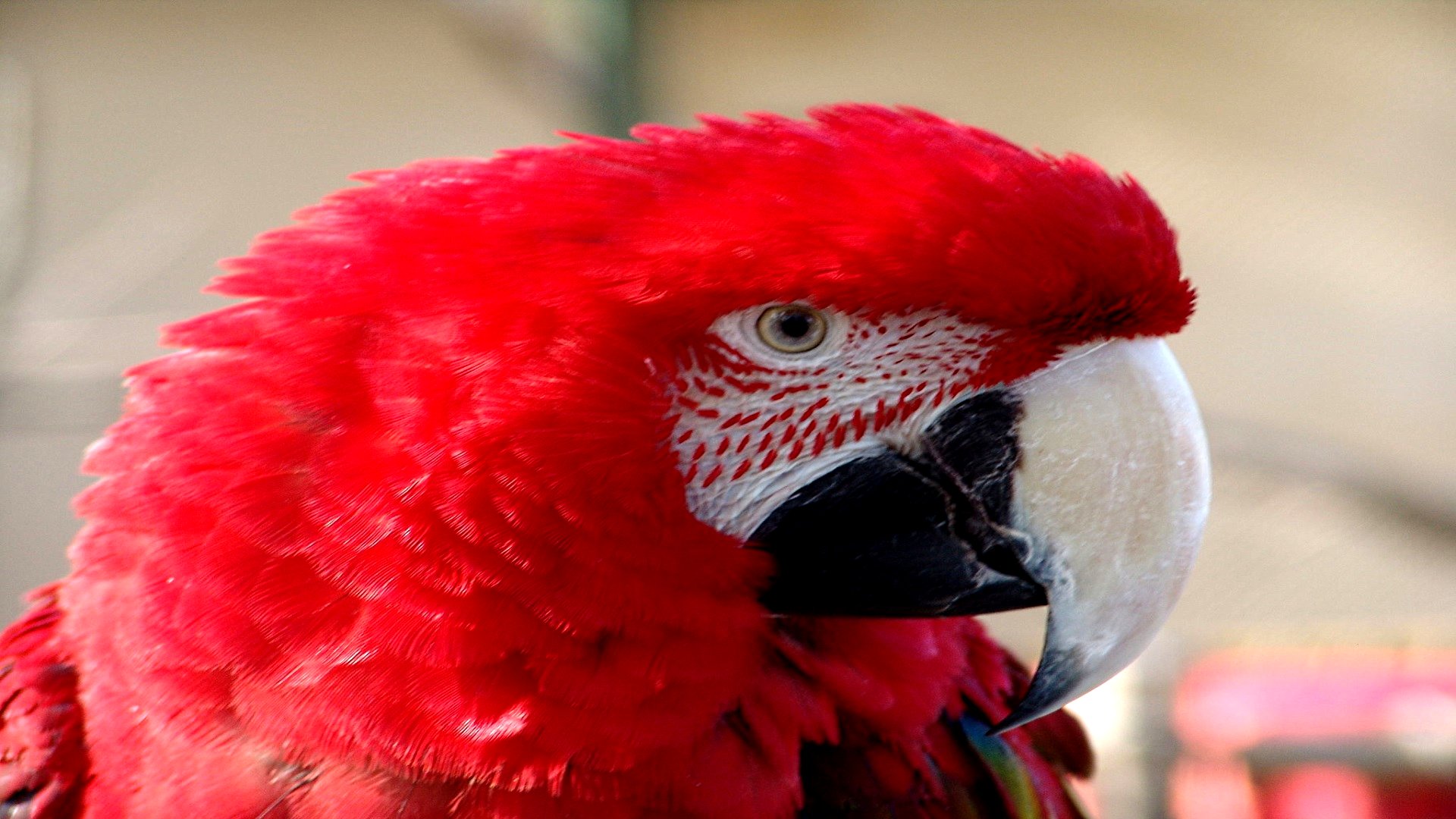 Free download wallpaper Birds, Animal, Red And Green Macaw on your PC desktop