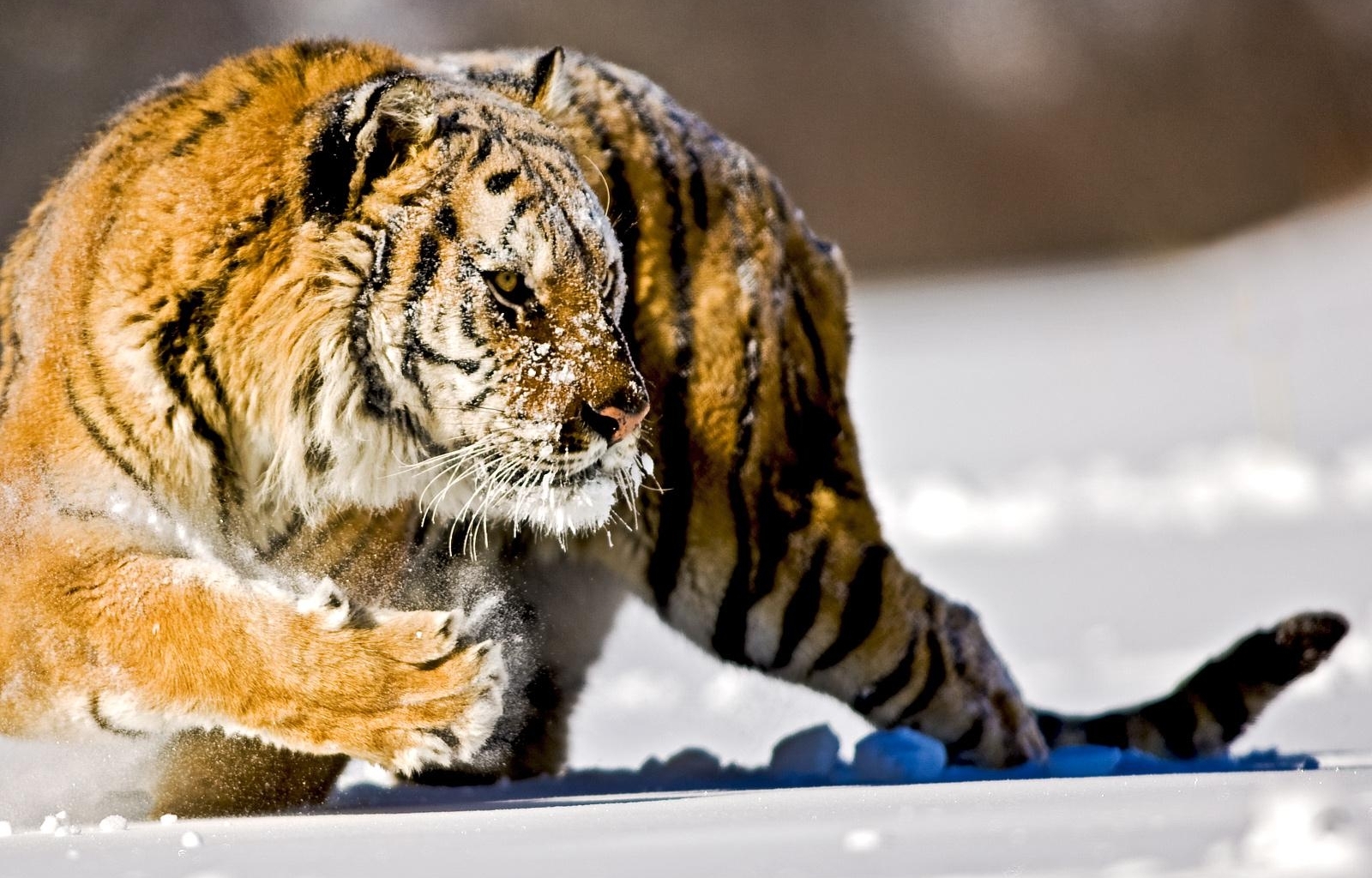 Download mobile wallpaper Snow, Winter, Animals, Tigers for free.
