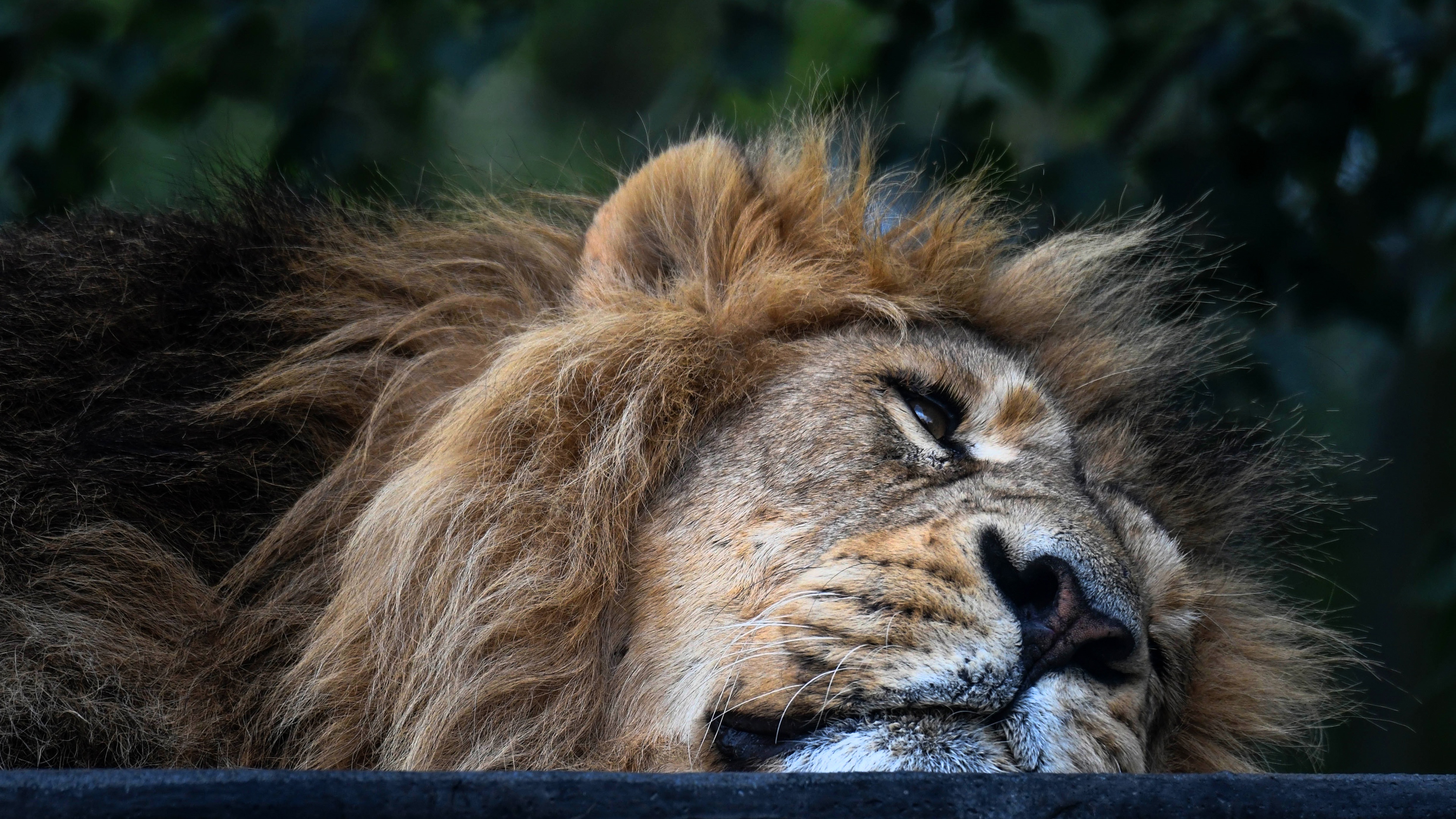 Laden Sie das Tiere, Katzen, Löwe-Bild kostenlos auf Ihren PC-Desktop herunter