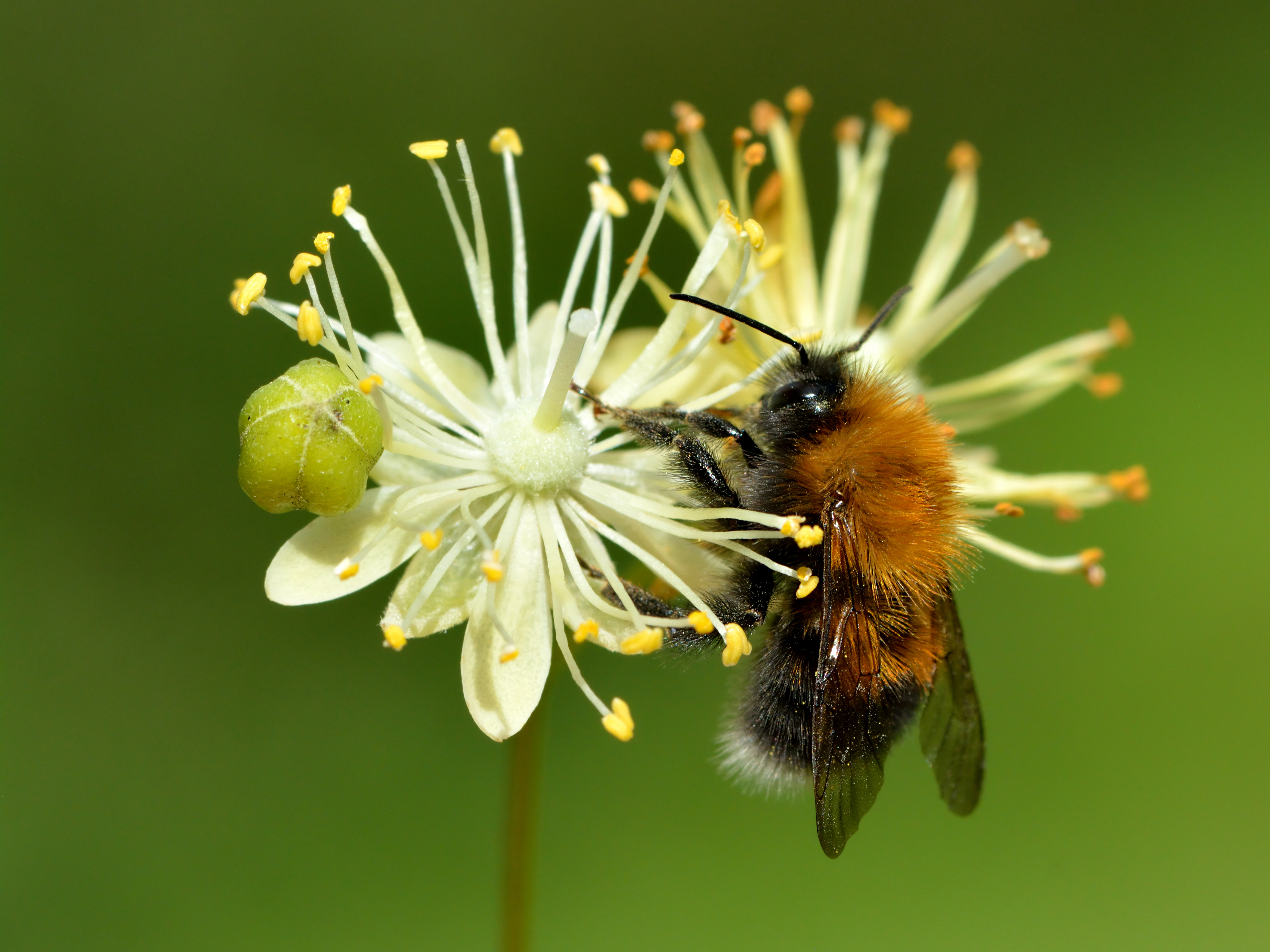 895665 descargar imagen animales, abejorro, flor, árbol abejorro: fondos de pantalla y protectores de pantalla gratis