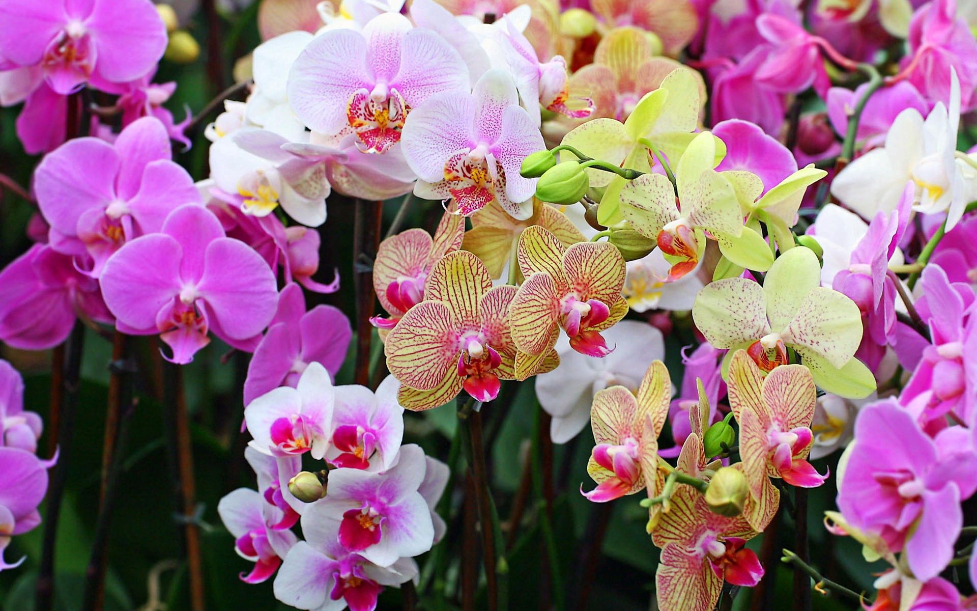 76984 descargar fondo de pantalla orquídeas, flores, brillante, de cerca, primer plano, vistoso, diferente, de color: protectores de pantalla e imágenes gratis