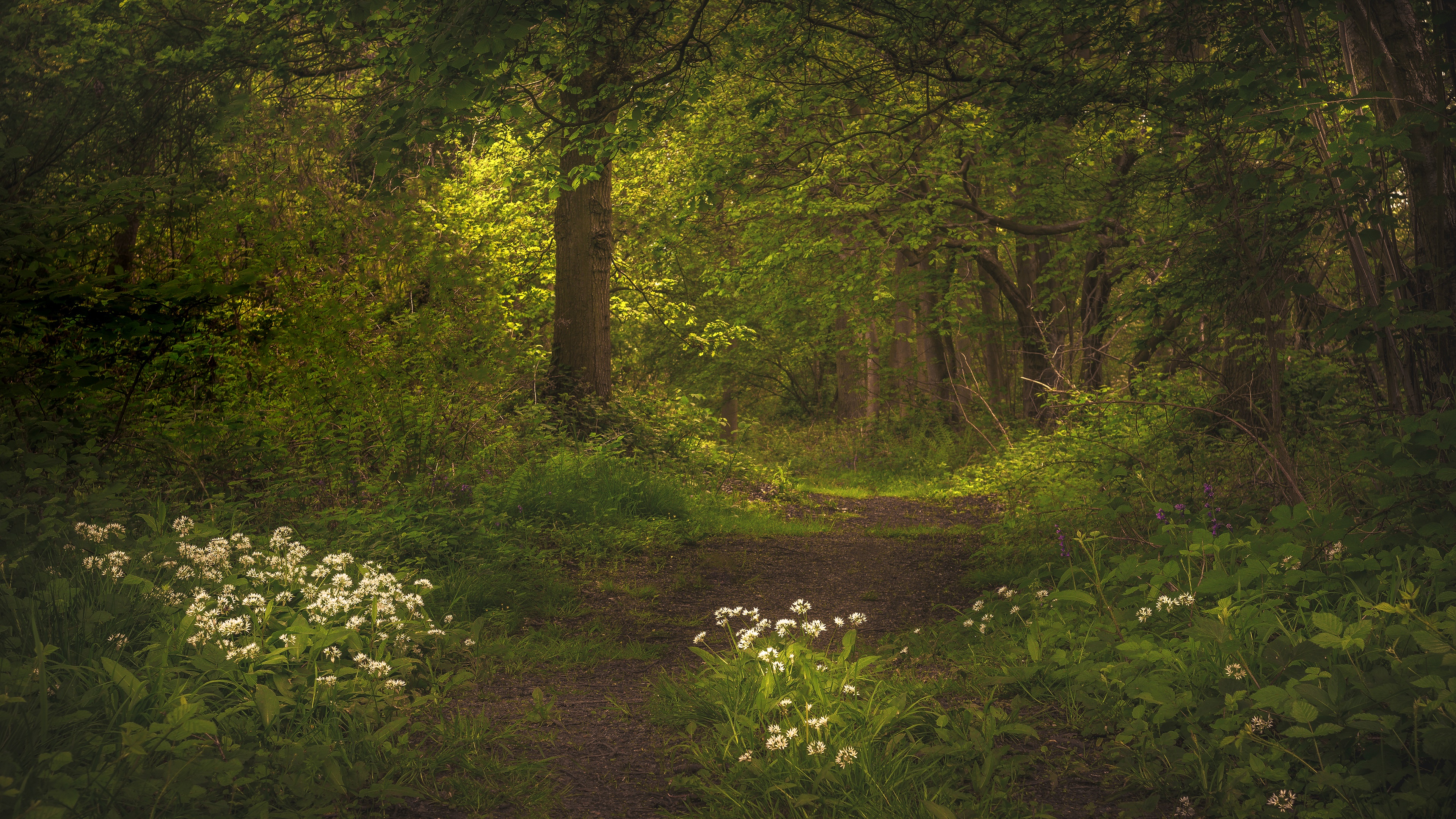 Free download wallpaper Flower, Forest, Earth, Path, Greenery on your PC desktop