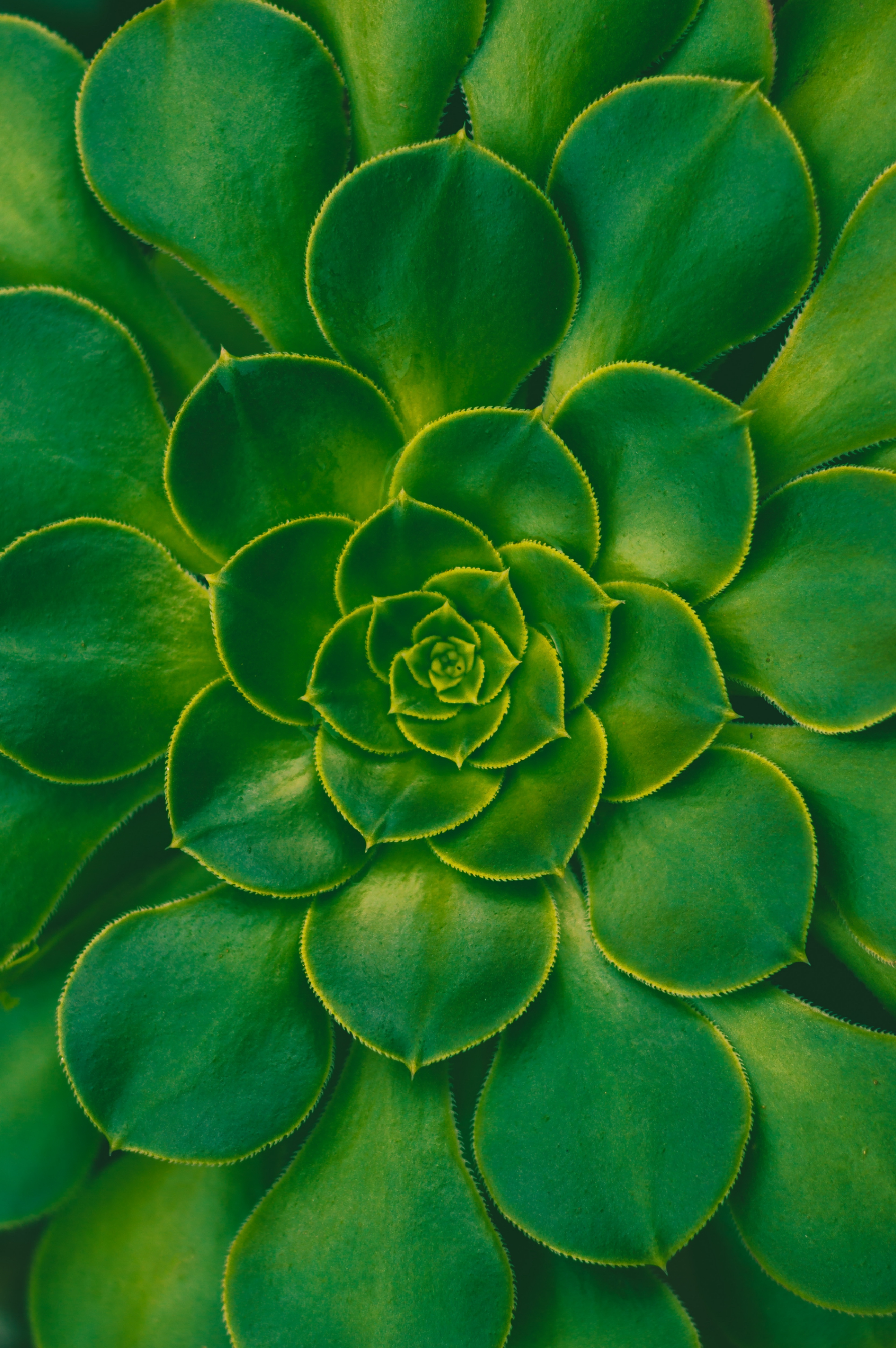leaves, green, symmetry, plant, macro, succulent cell phone wallpapers