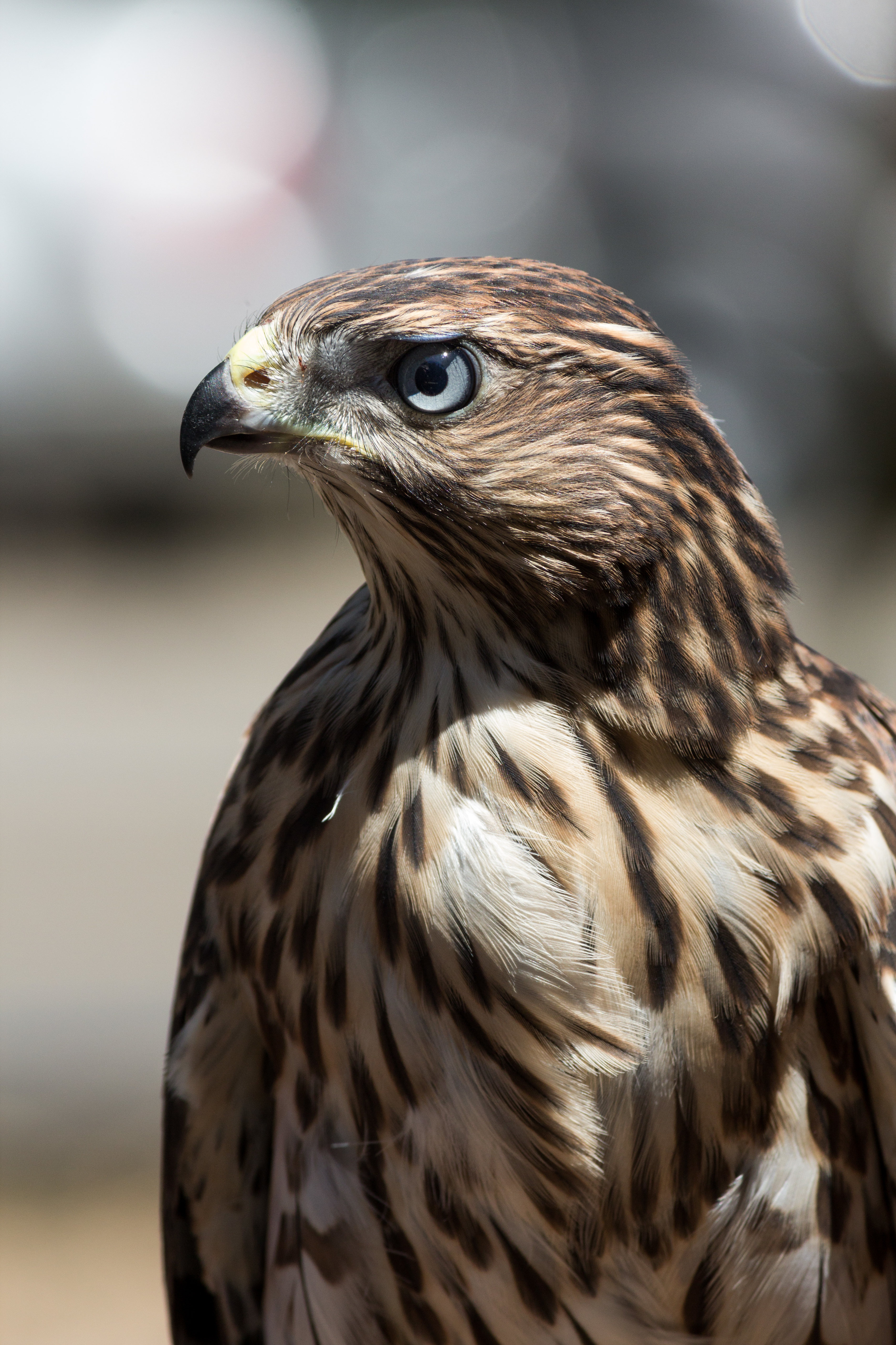 Free download wallpaper Hawk, Beak, Feather, Bird, Animals on your PC desktop