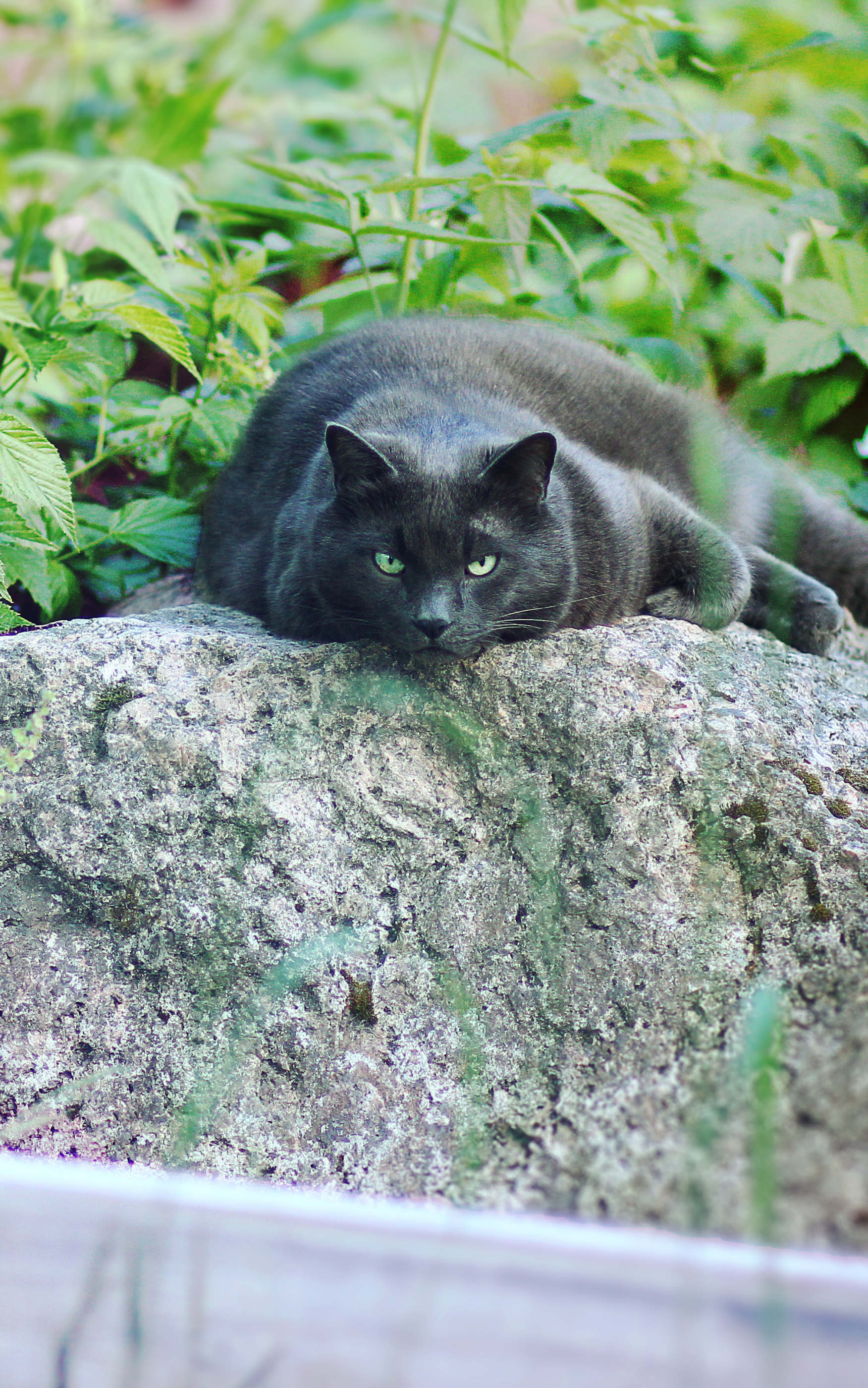 Baixe gratuitamente a imagem Animais, Gatos, Gato na área de trabalho do seu PC