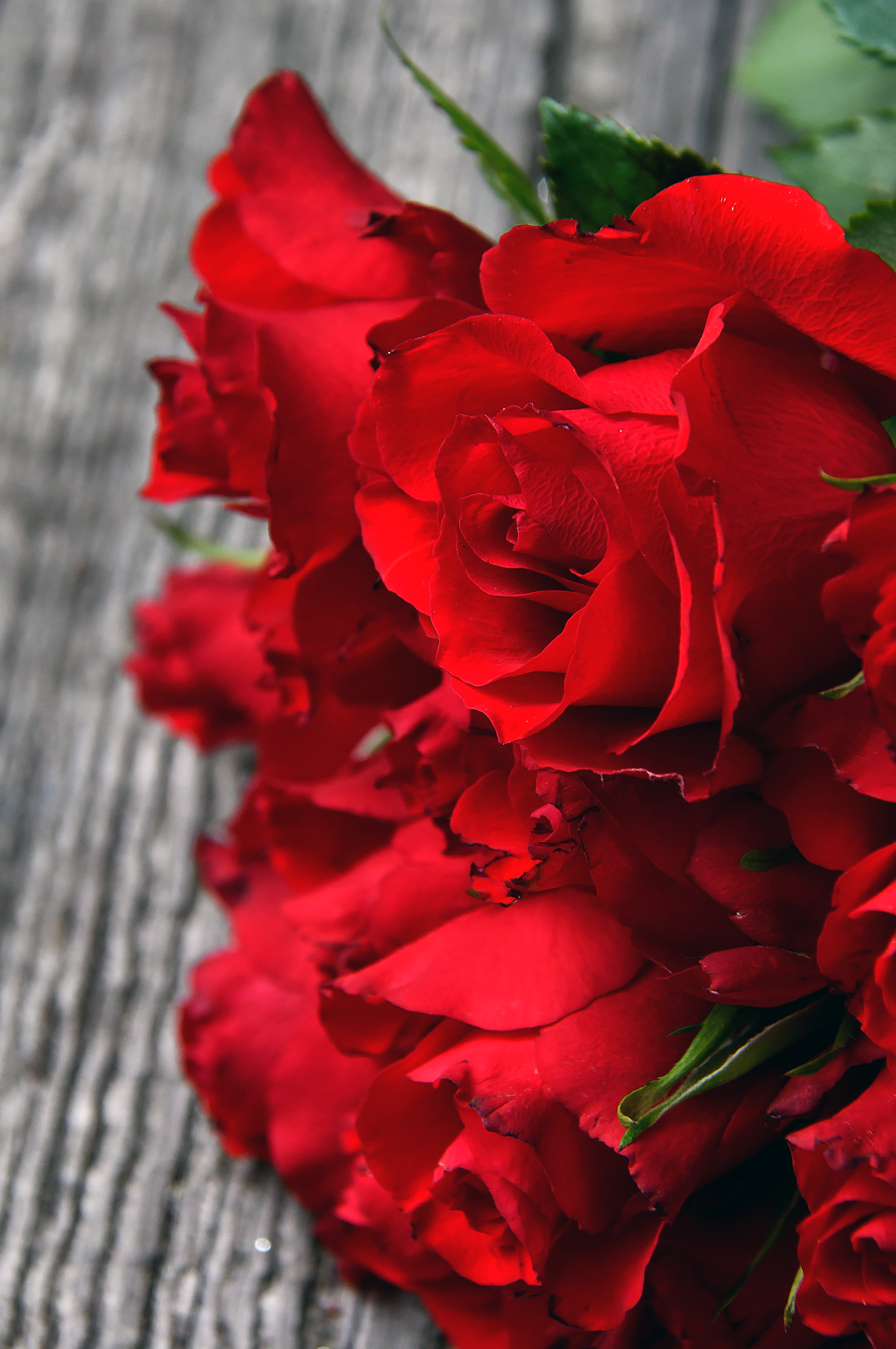 Laden Sie das Blumen, Strauß, Nahaufnahme, Bouquet, Knospen, Roses, Blütenblätter-Bild kostenlos auf Ihren PC-Desktop herunter