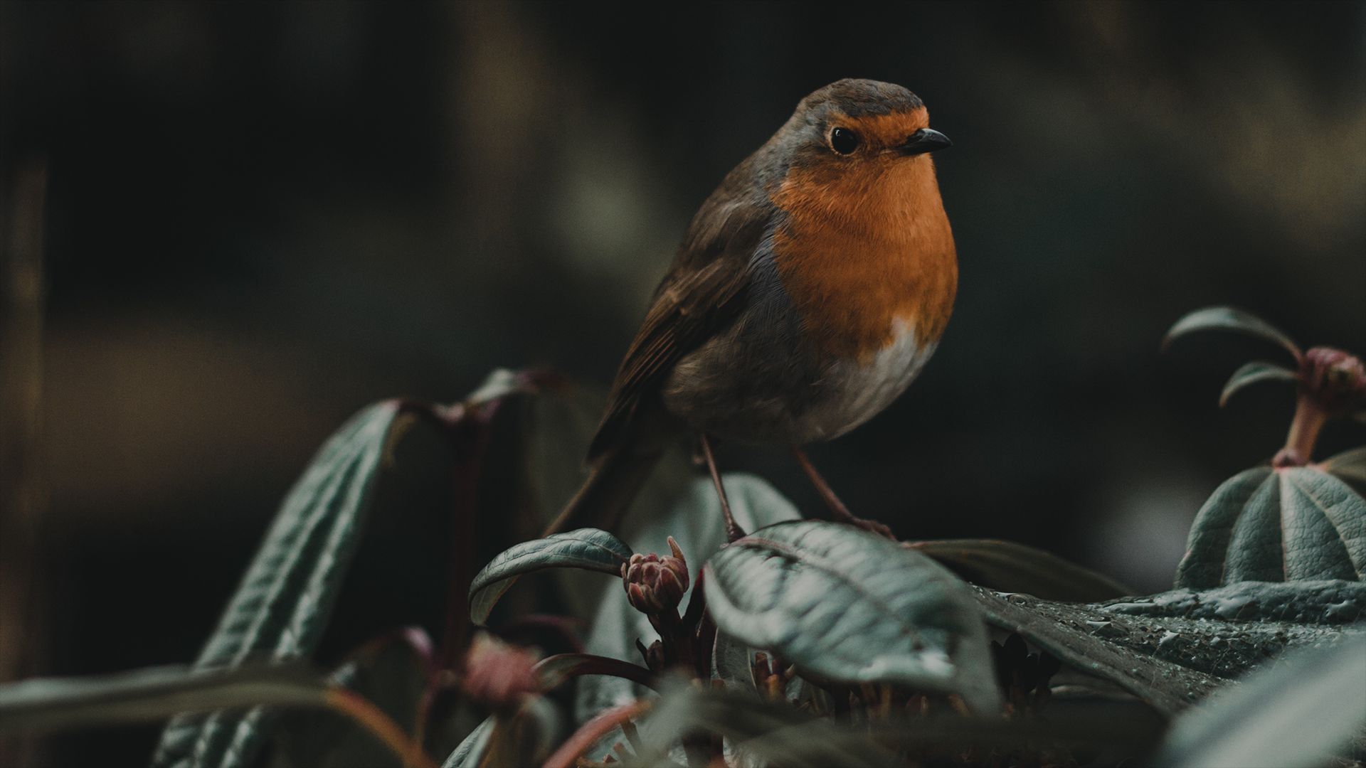 Handy-Wallpaper Tiere, Vögel, Makro, Vogel kostenlos herunterladen.