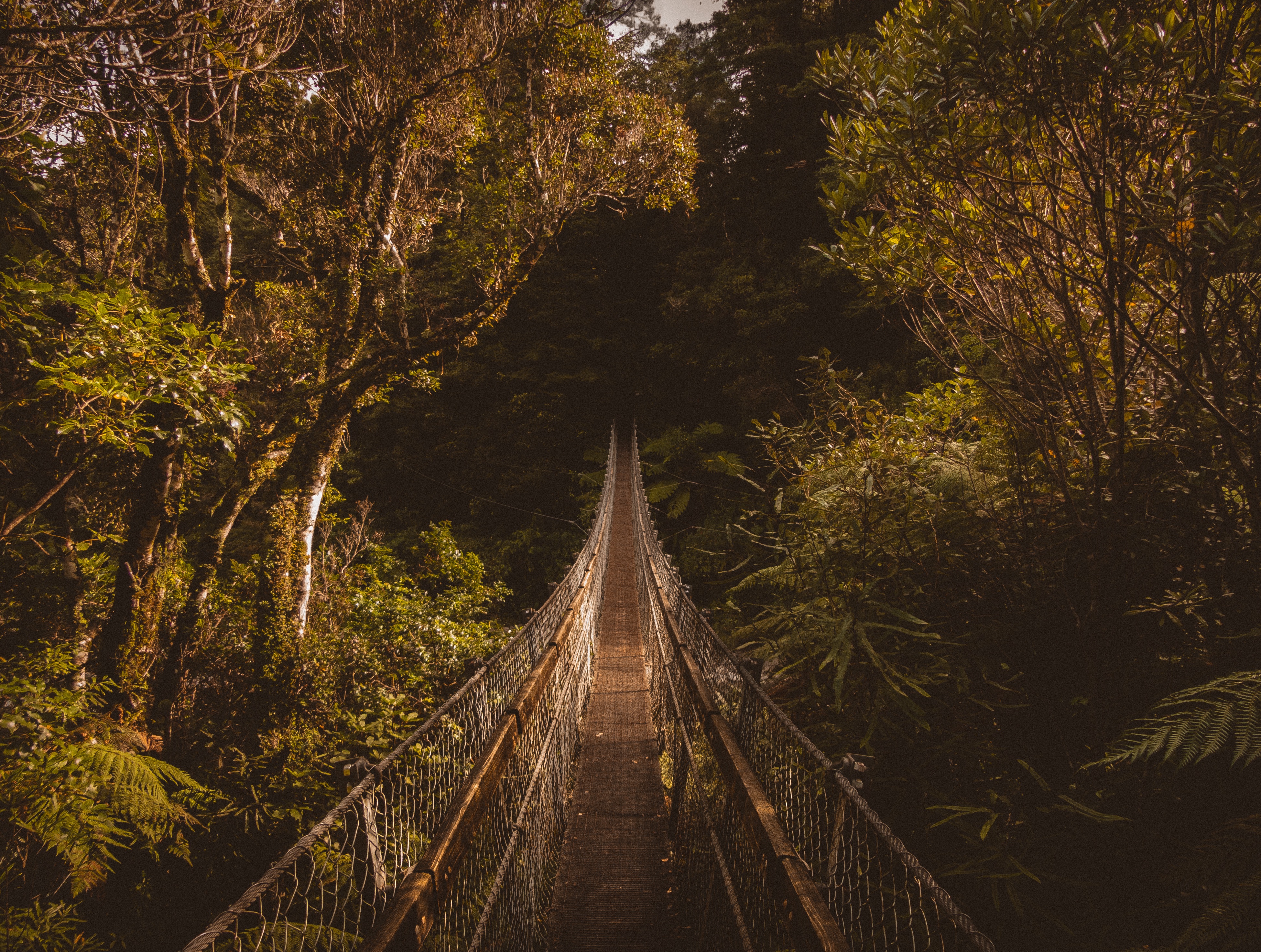 bridge, trees, nature, suspension bridge Full HD