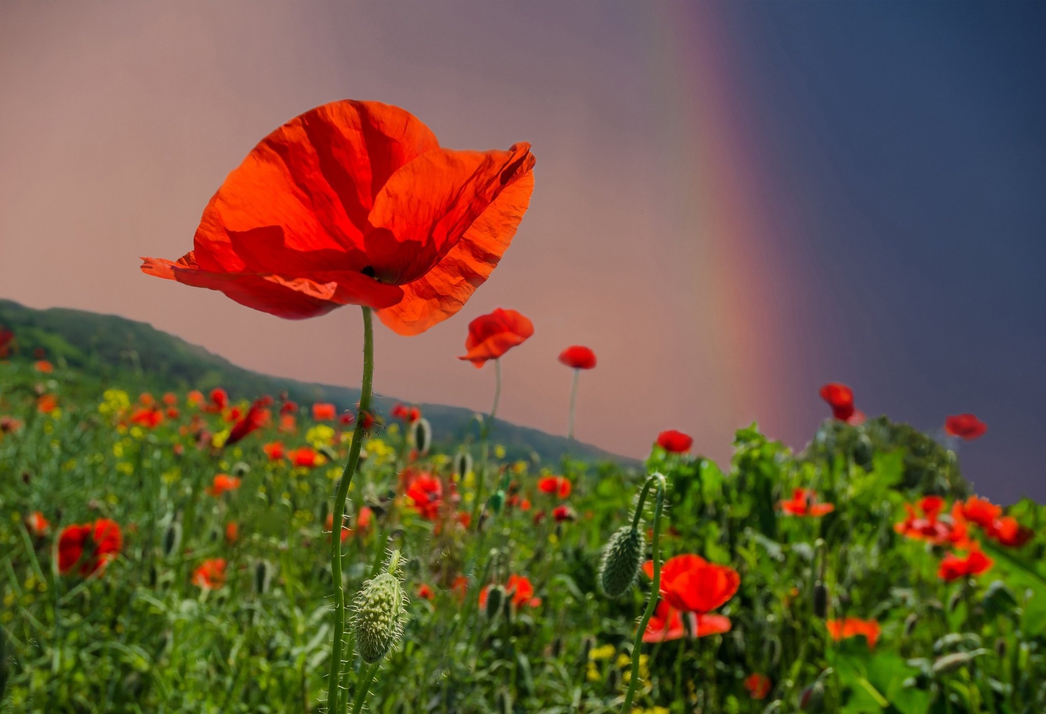 Handy-Wallpaper Blumen, Mohn, Nahansicht, Rote Blume, Erde/natur kostenlos herunterladen.