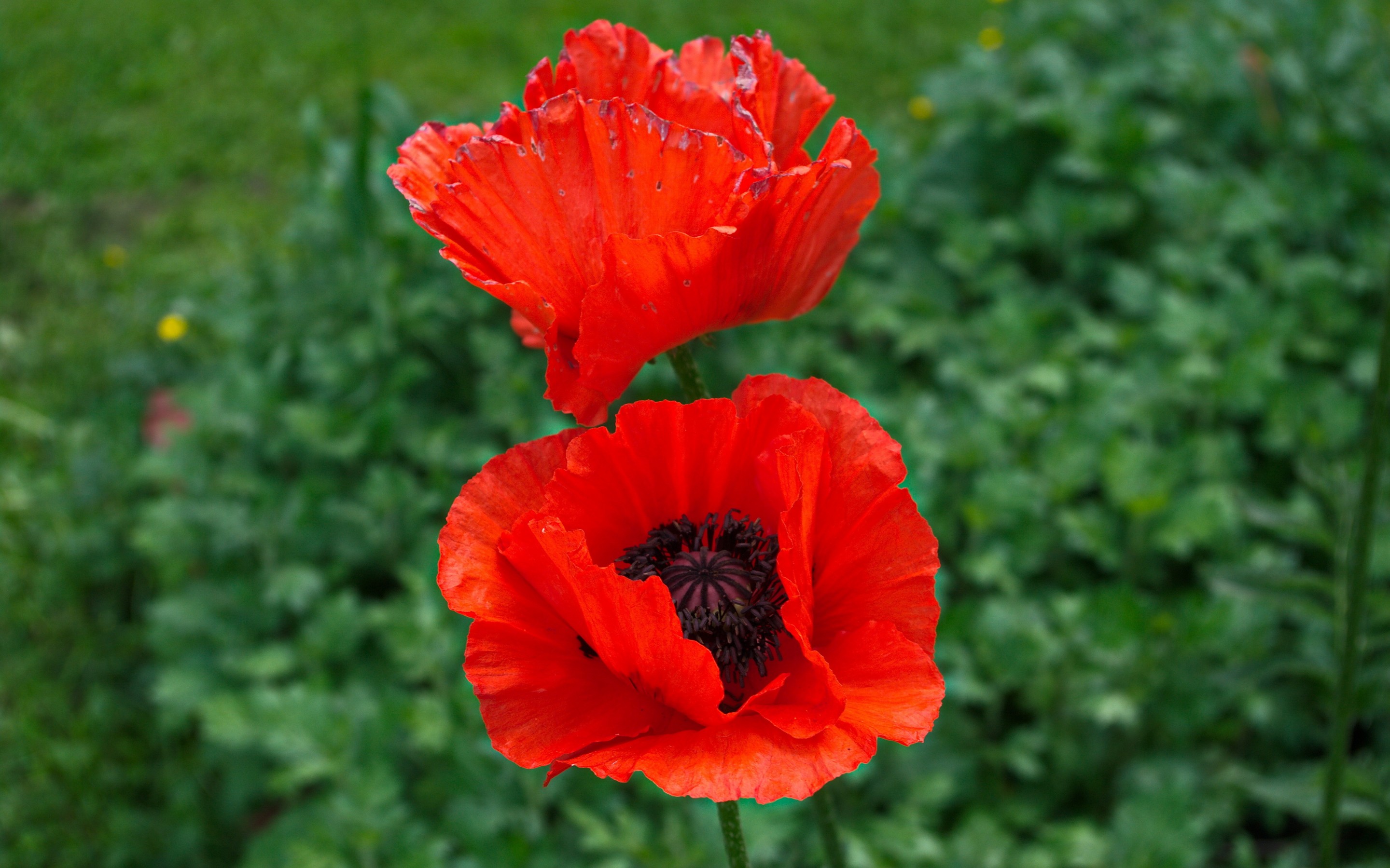 Free download wallpaper Flowers, Earth, Poppy on your PC desktop