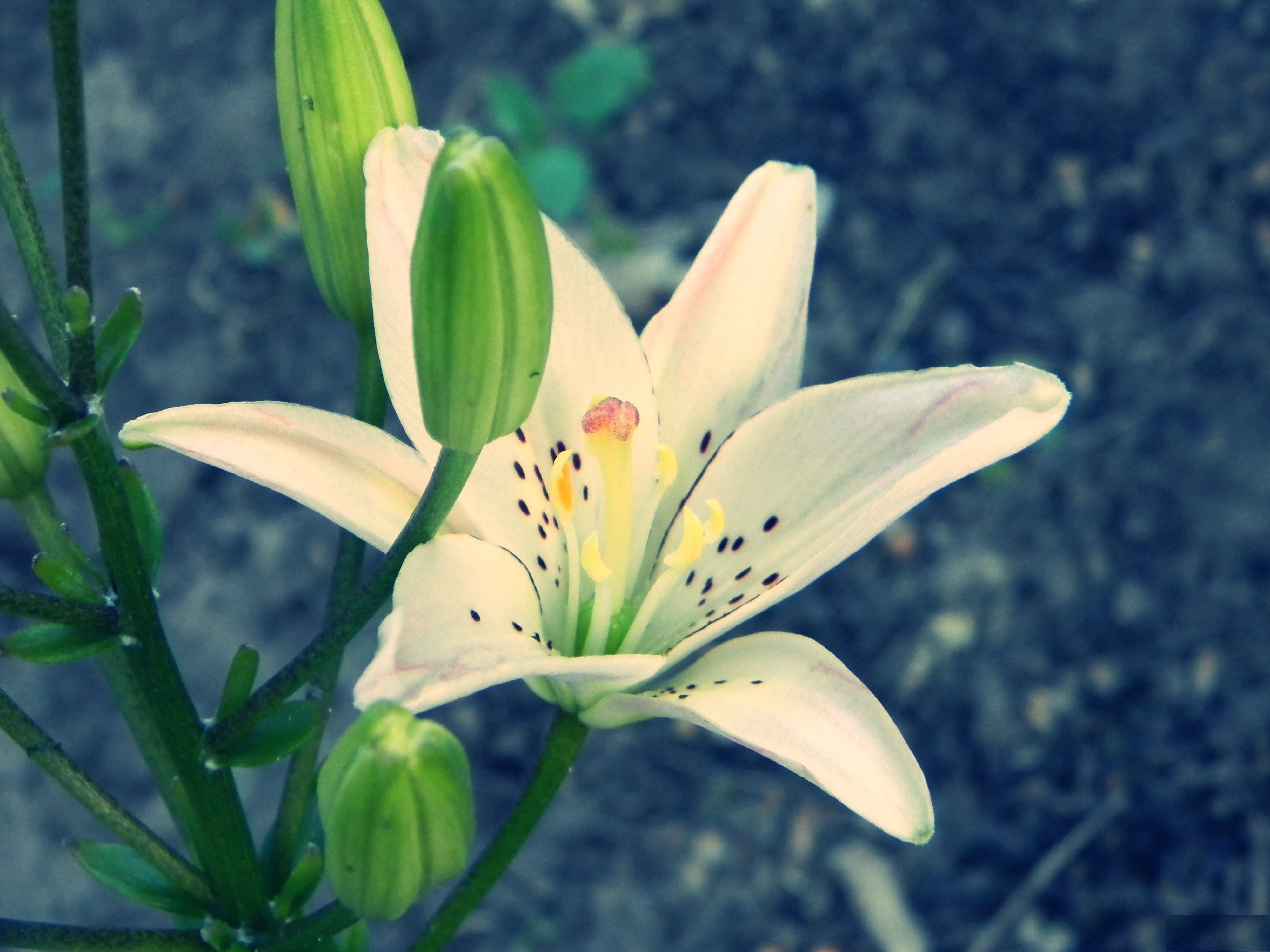 Download mobile wallpaper Lily, Flowers, Earth for free.