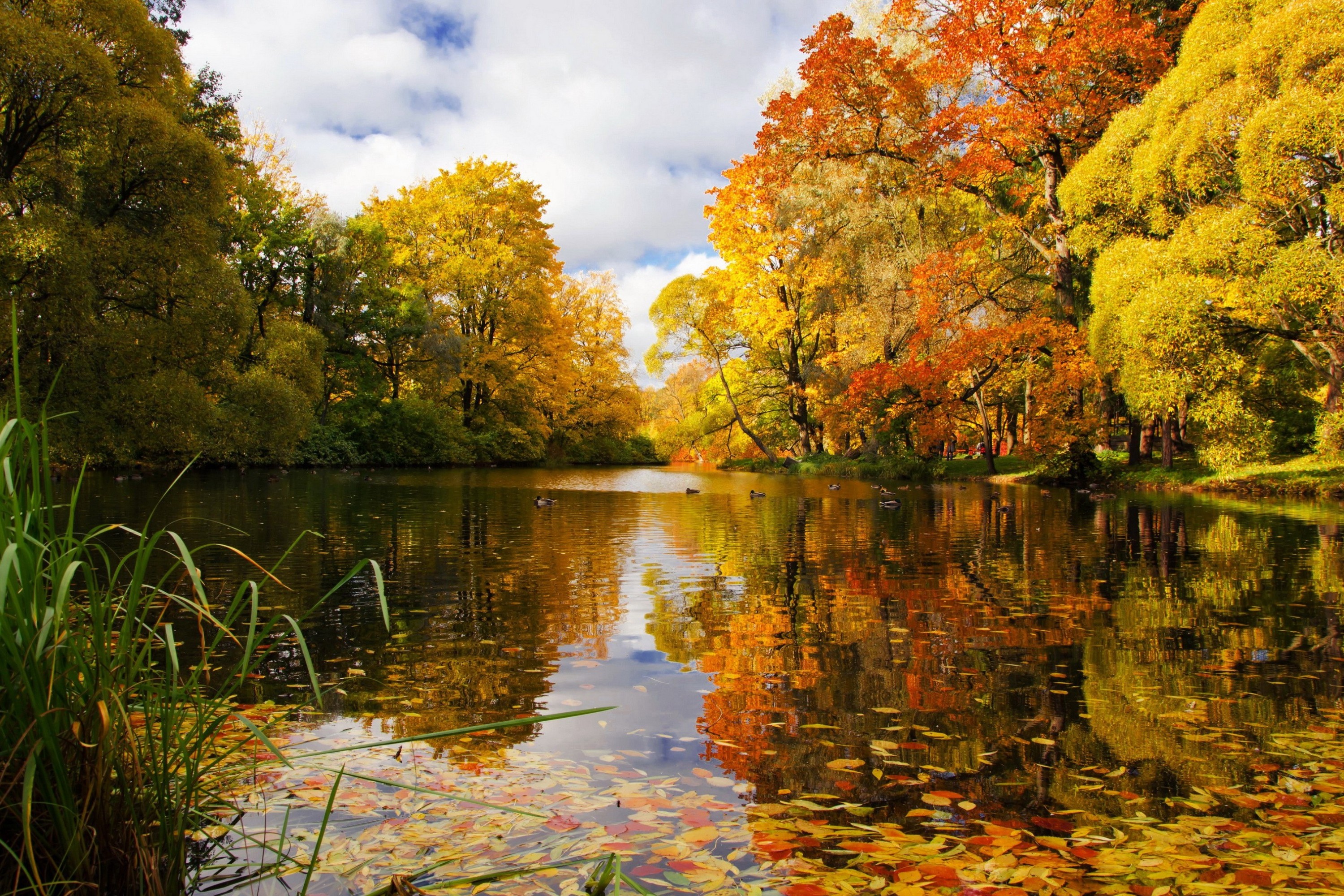 Laden Sie das Herbst, Park, Ente, Teich, Fotografie-Bild kostenlos auf Ihren PC-Desktop herunter