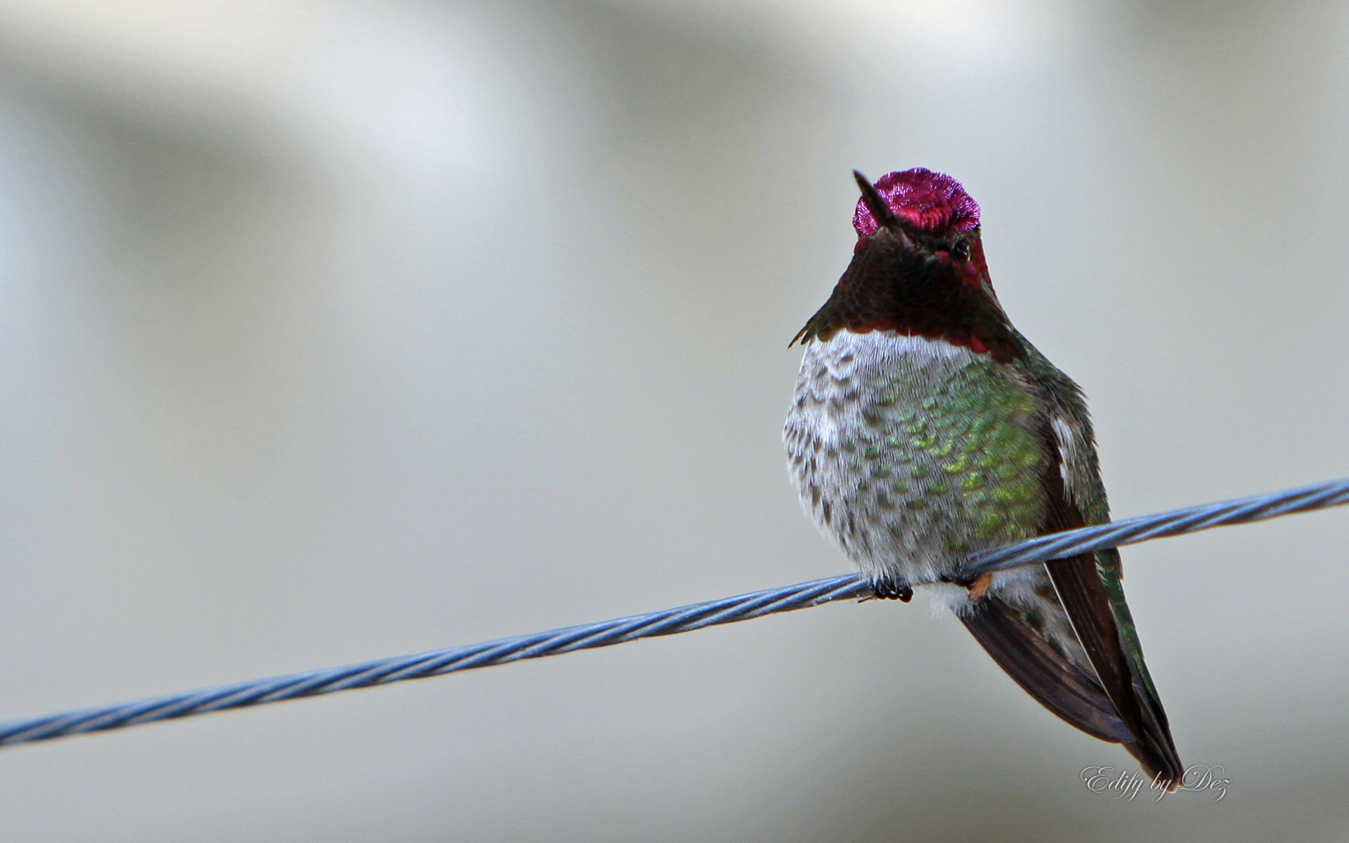 PCデスクトップにハチドリ, 鳥, 動物画像を無料でダウンロード