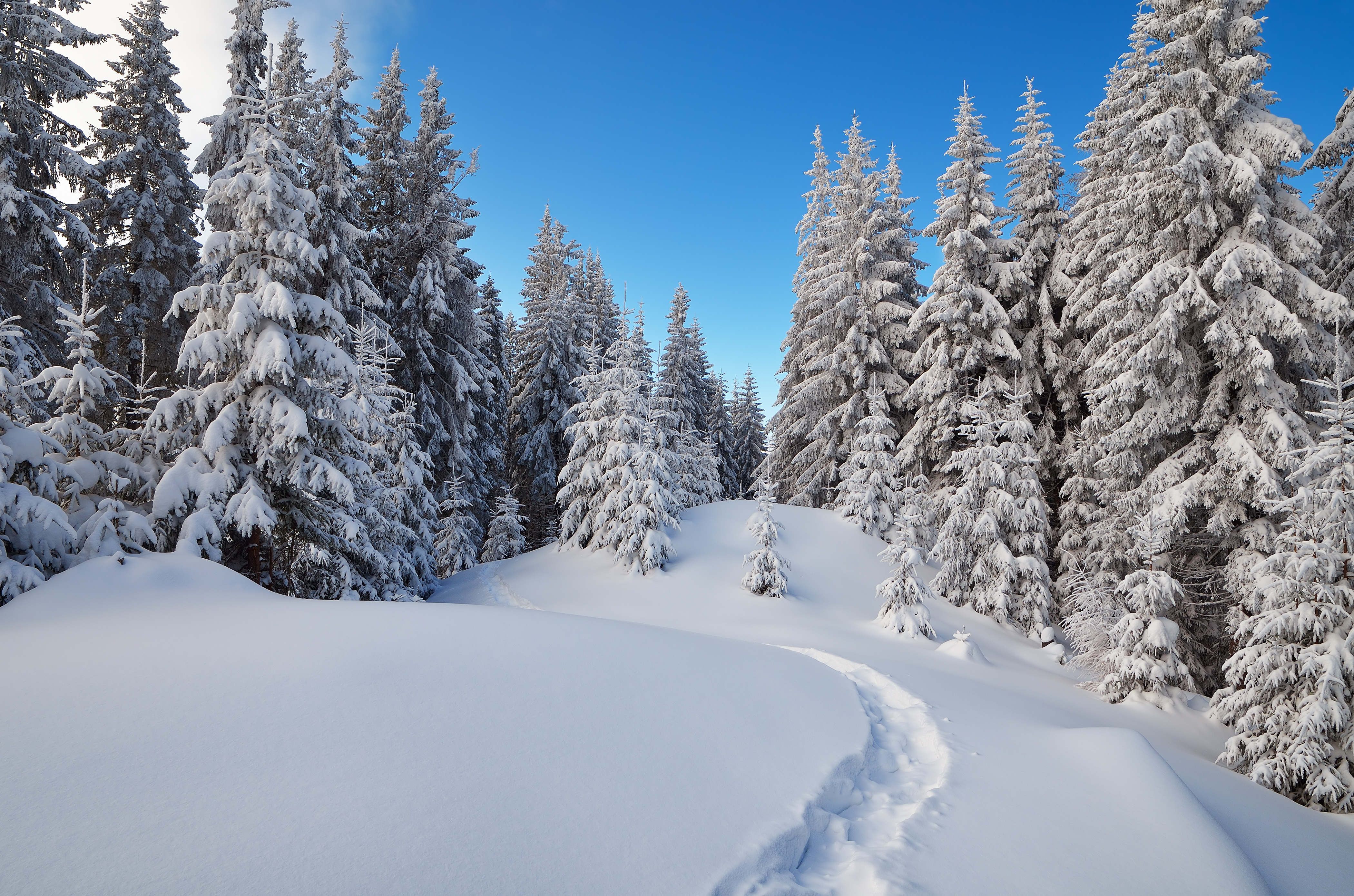 PCデスクトップに冬, 自然, 木, 雪, 地球画像を無料でダウンロード