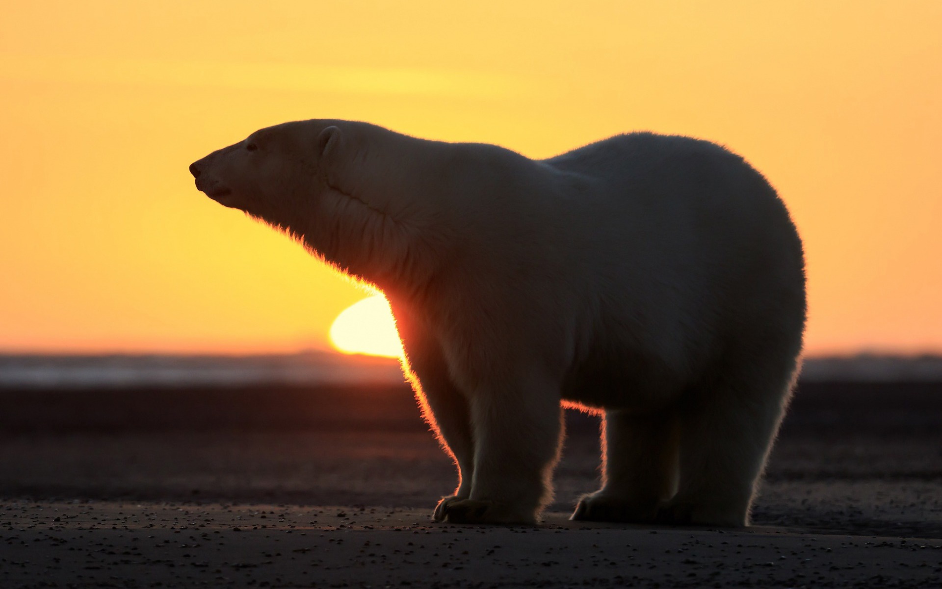 Baixar papel de parede para celular de Animais, Pôr Do Sol, Urso Polar, Ursos gratuito.