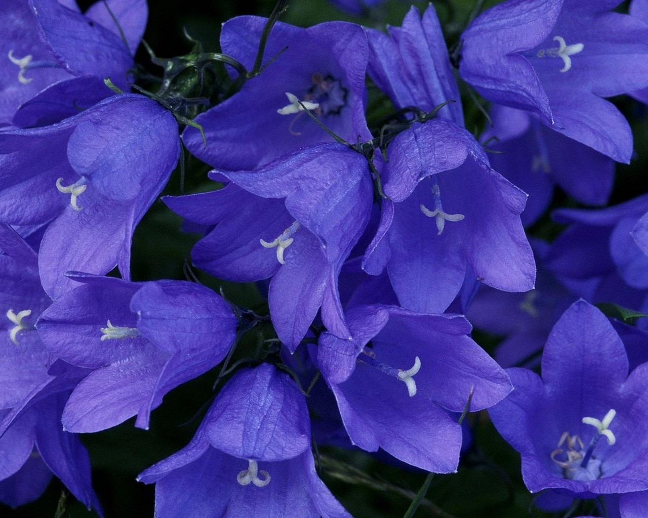 plants, flowers, bluebells, blue