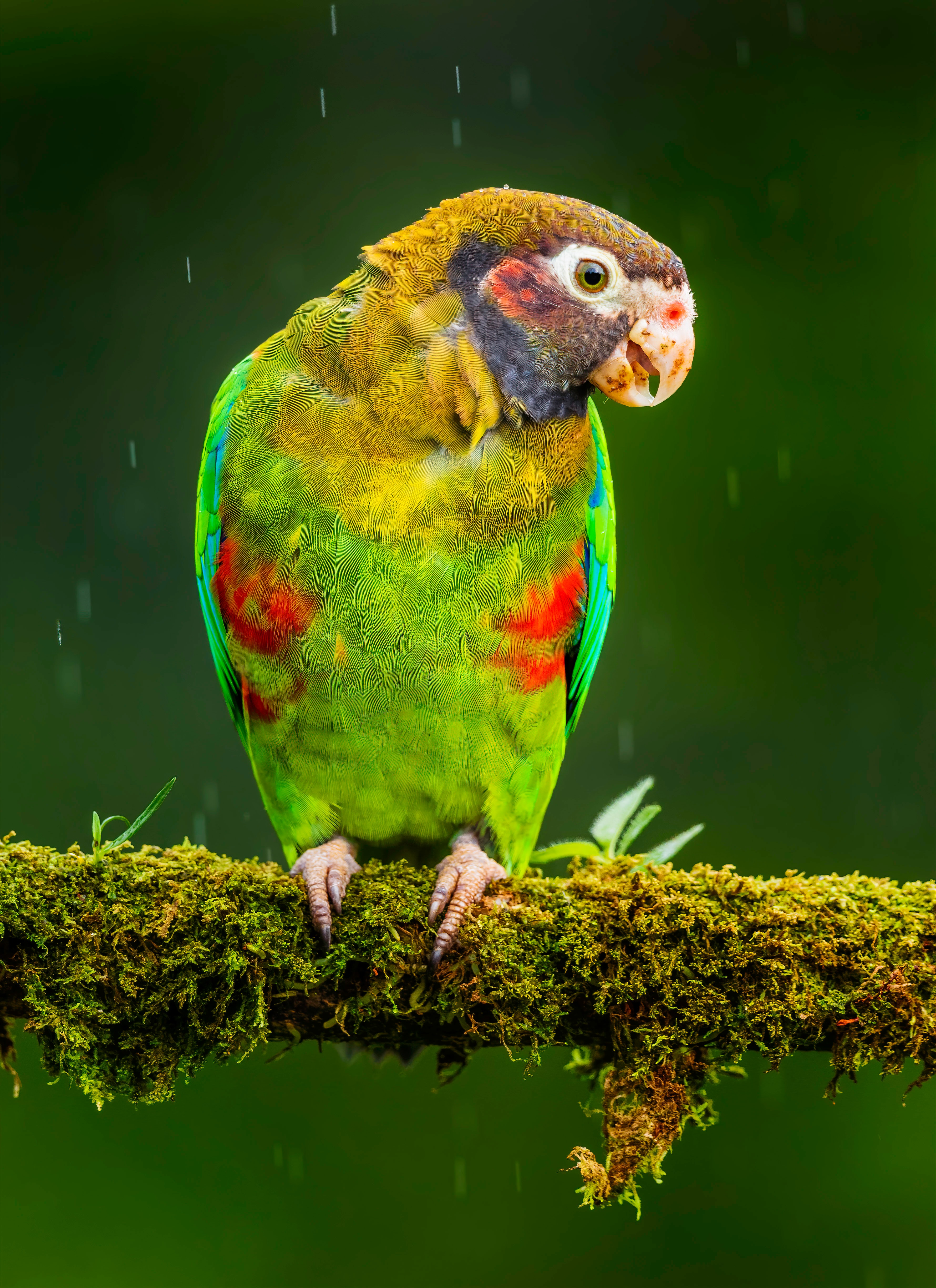 Baixe gratuitamente a imagem Animais, Papagaios, Brilhante, Pássaro, Arara na área de trabalho do seu PC